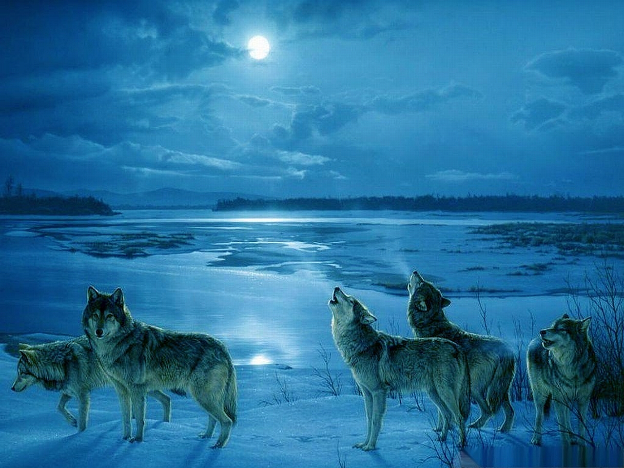 Winter Wolf Wallpapers