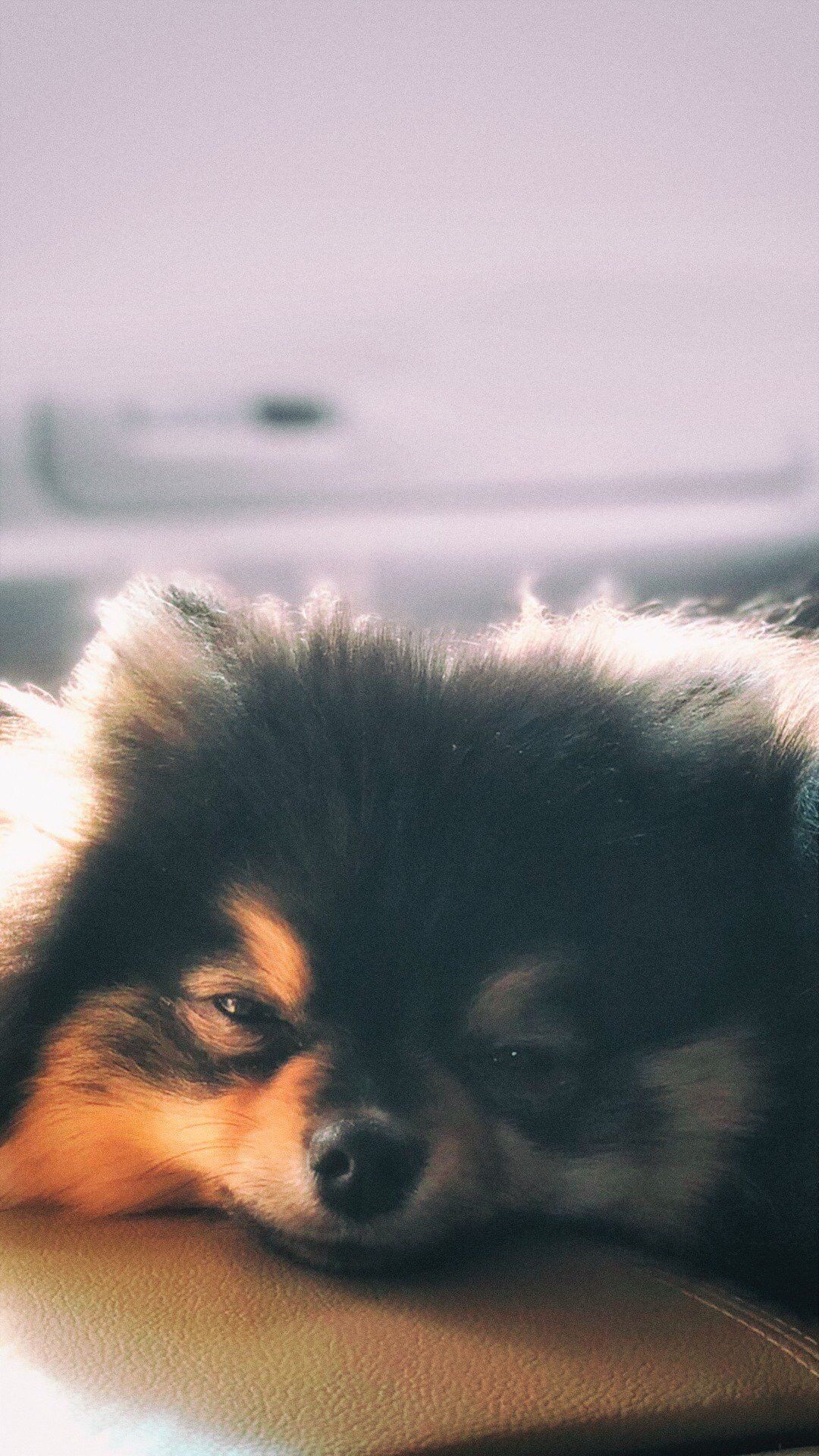 Yeontan Wallpapers