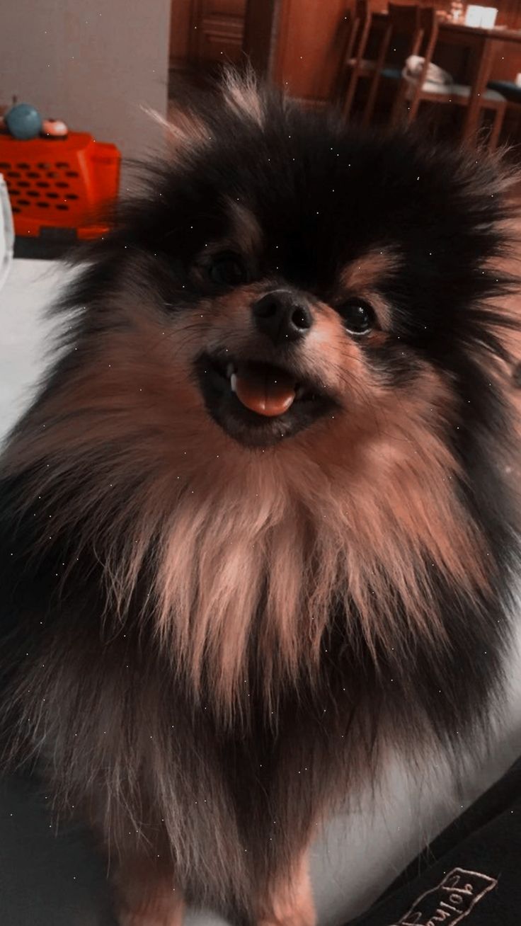 Yeontan Wallpapers