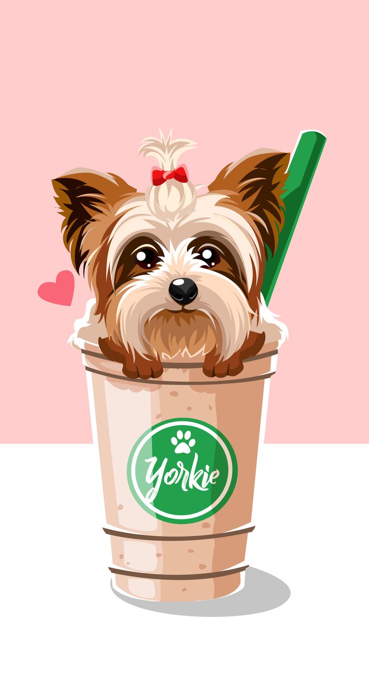 Yorkies Wallpapers