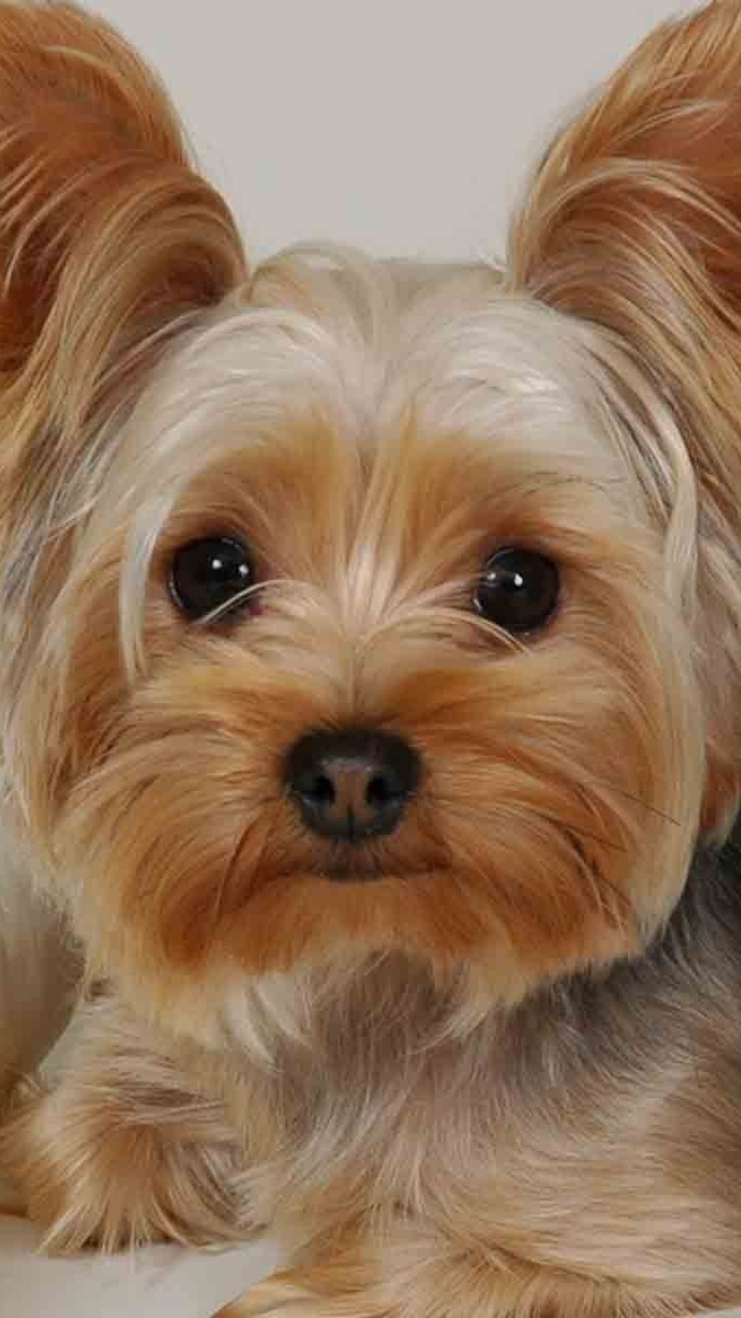 Yorkies Wallpapers