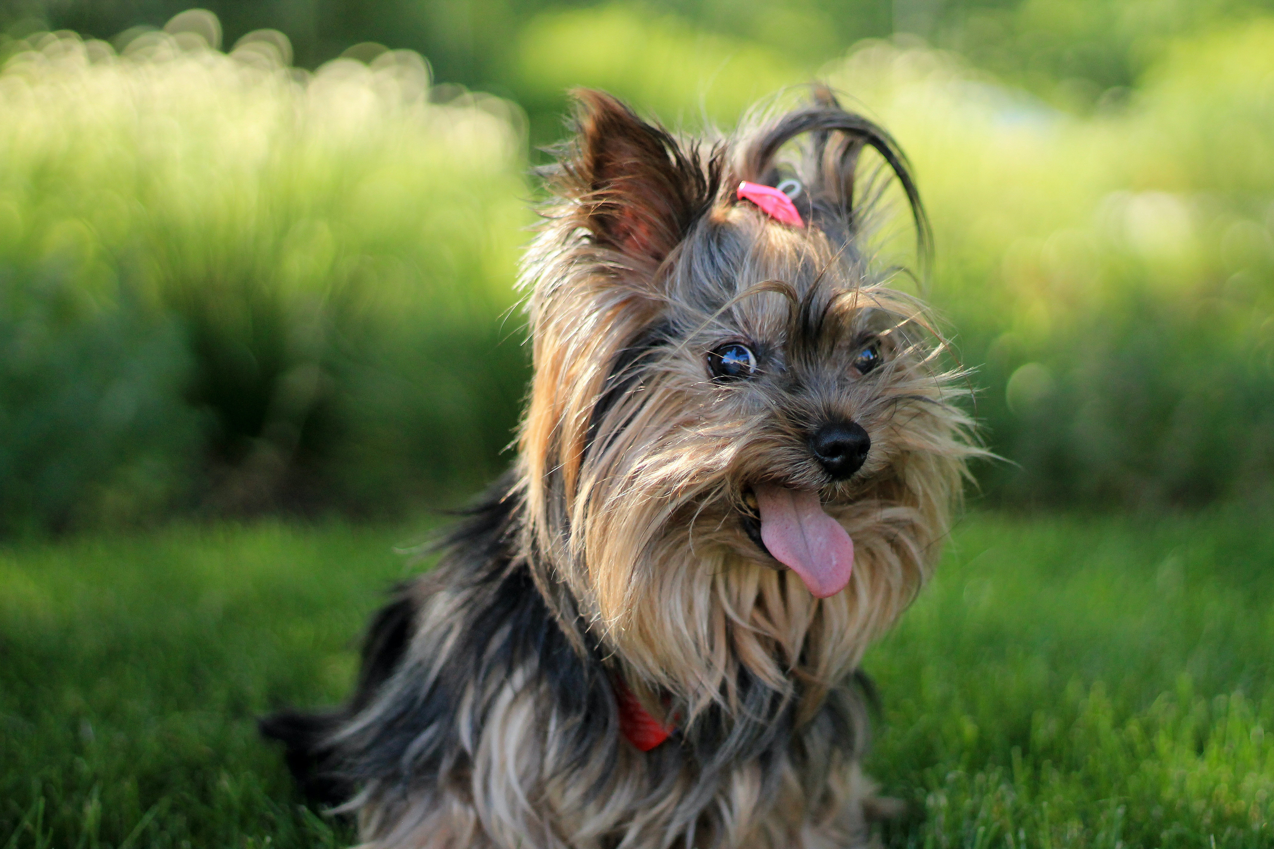 Yorkies Wallpapers