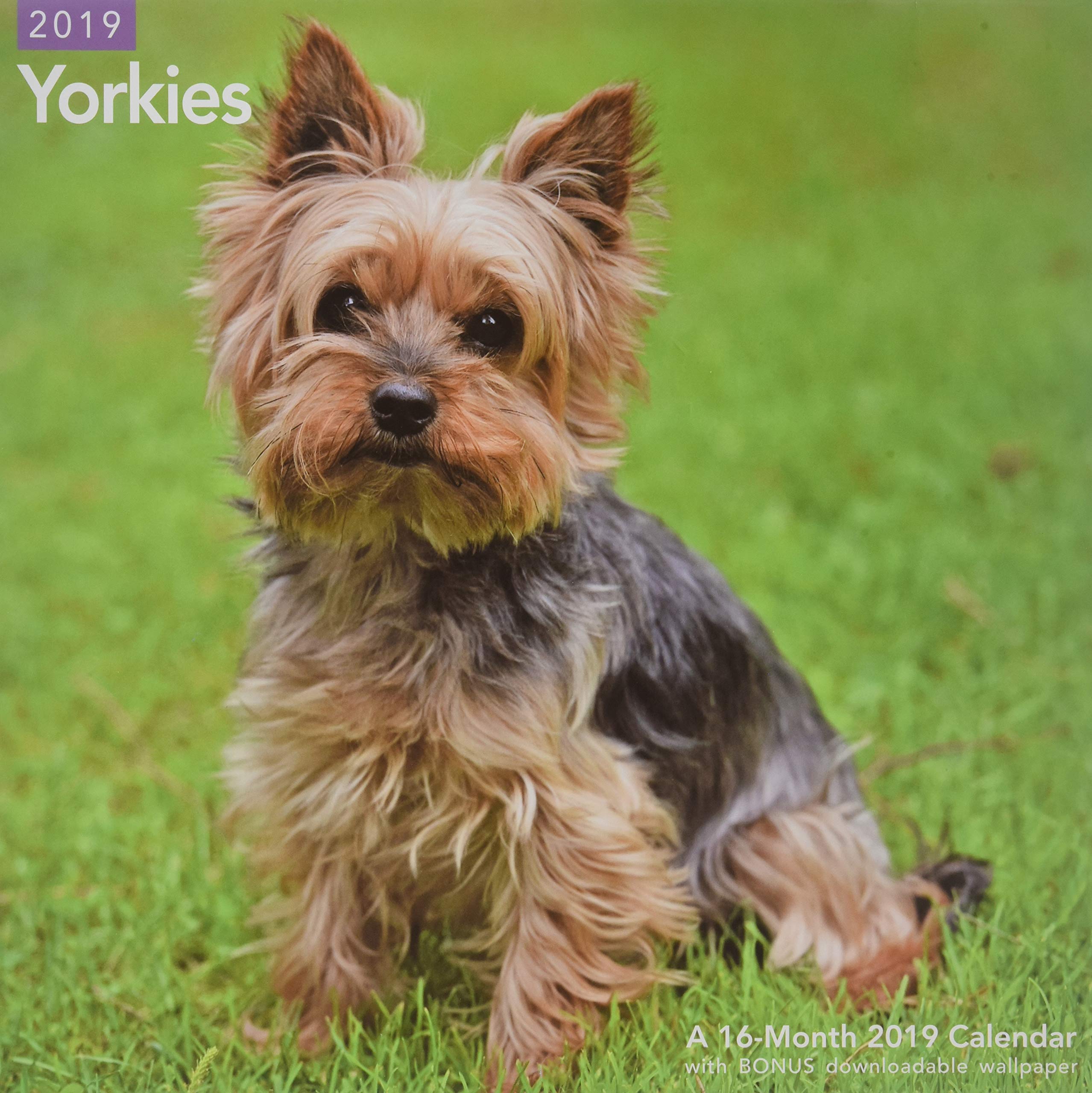 Yorkies Wallpapers