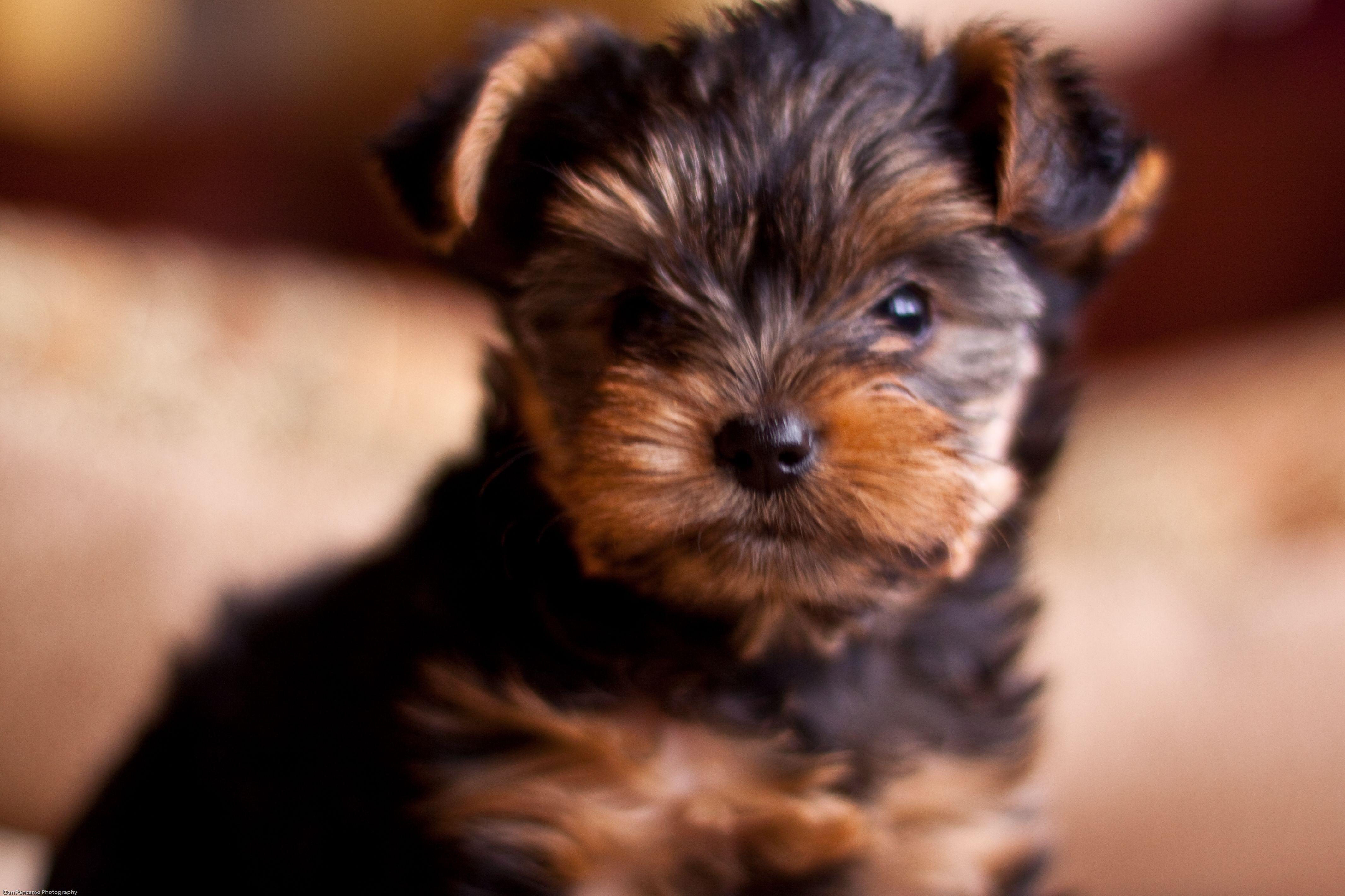 Yorkies Wallpapers