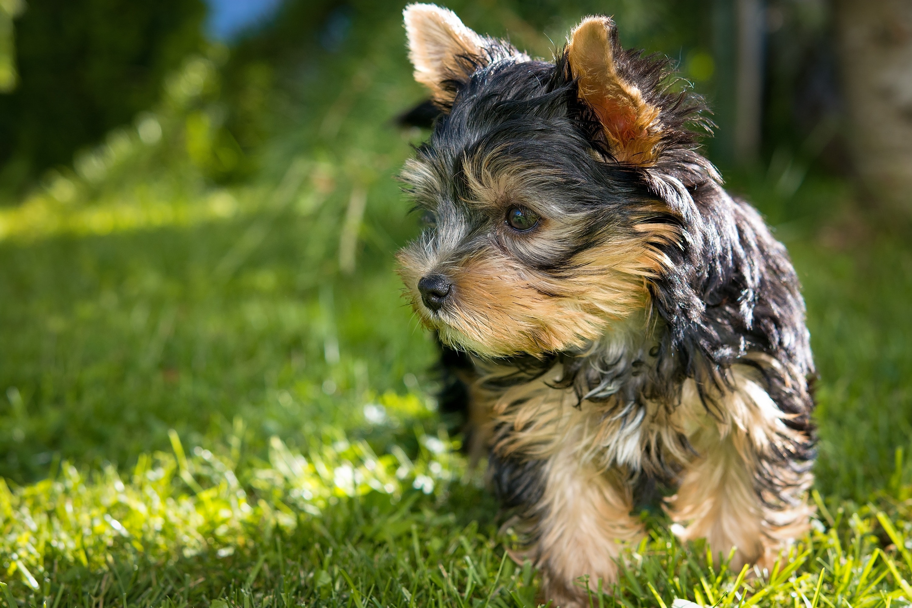 Yorkies Wallpapers