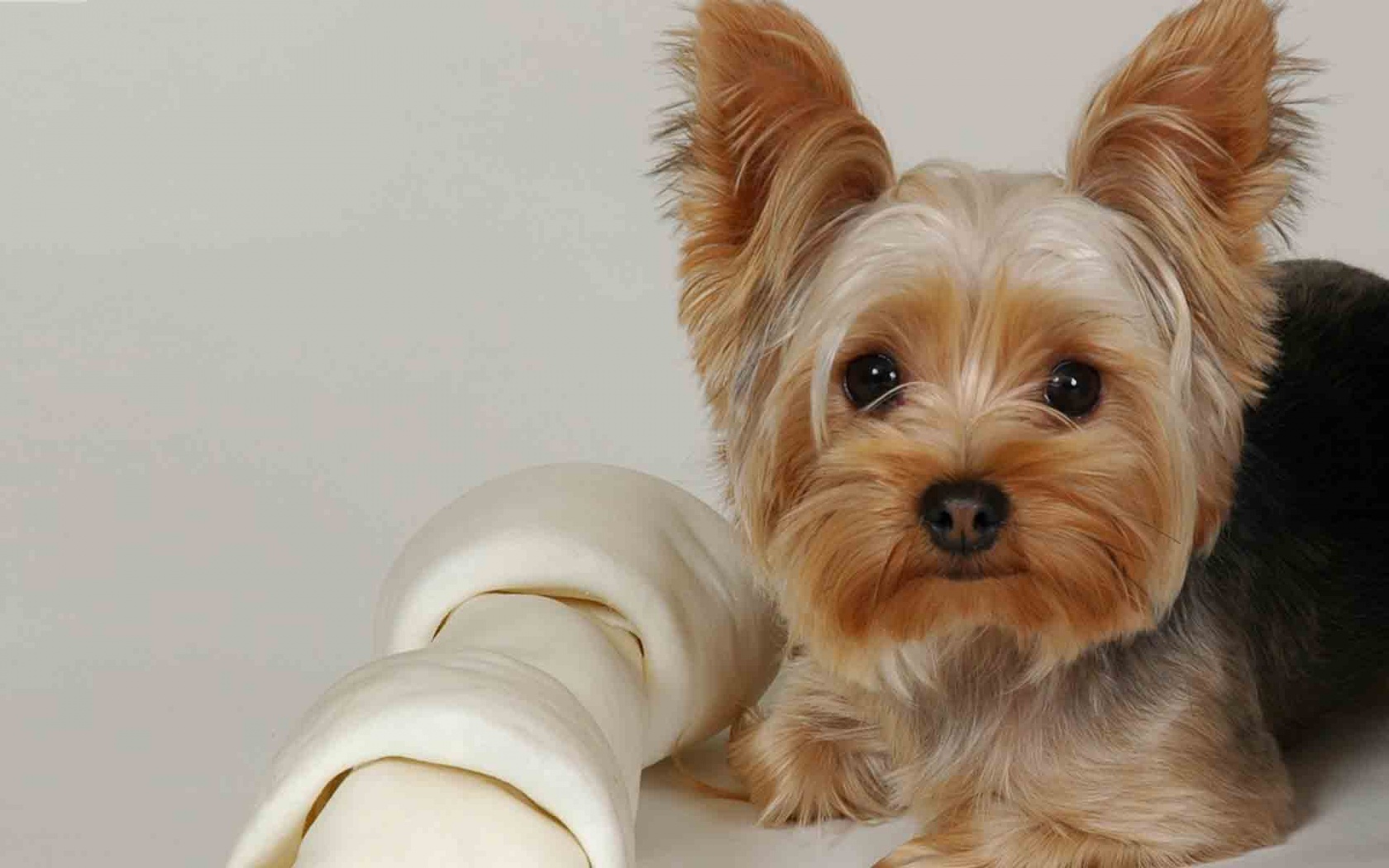 Yorkies Wallpapers