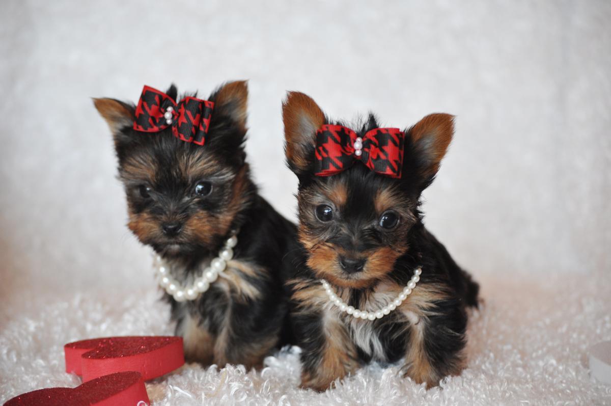 Yorkies Wallpapers