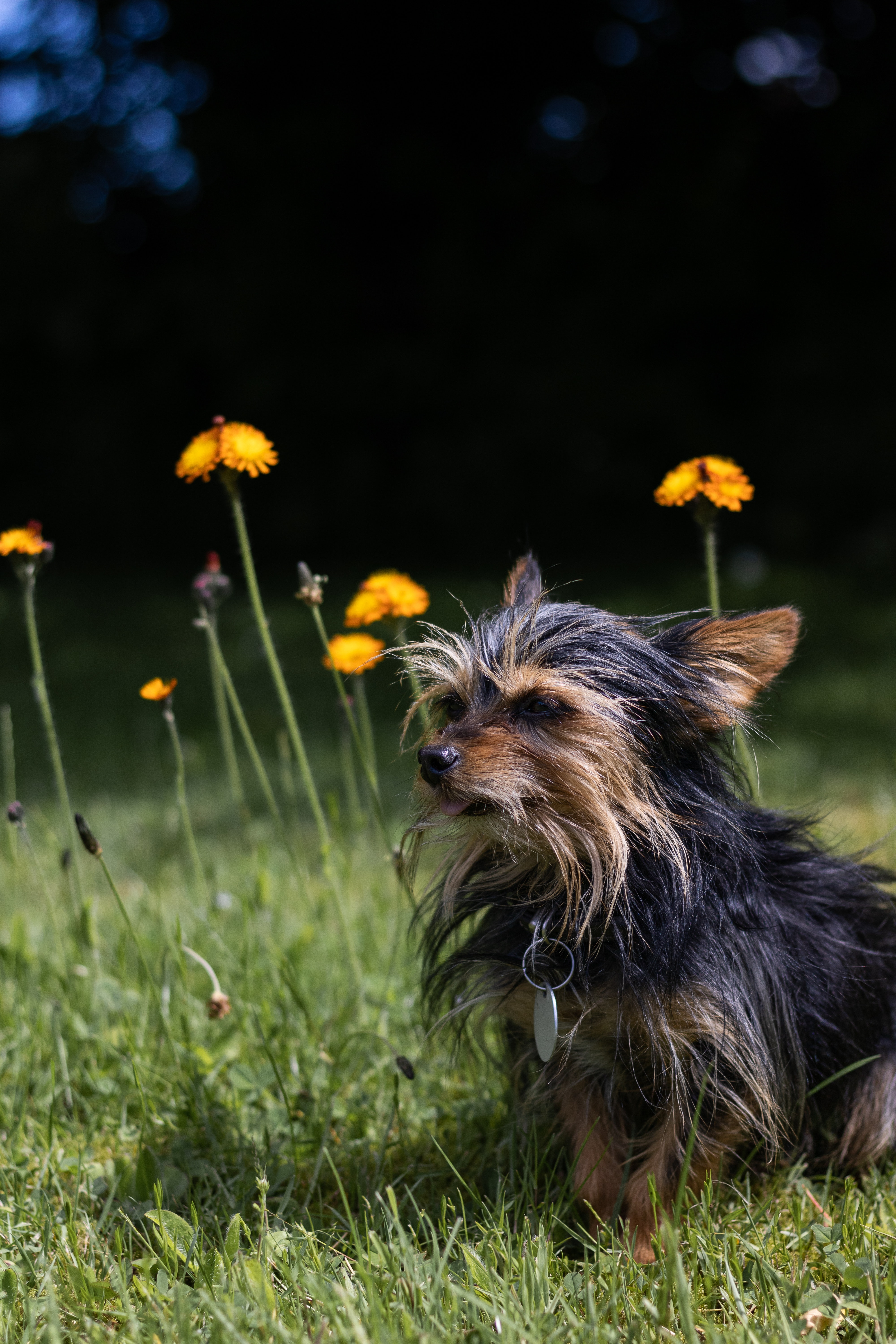 Yorkies Wallpapers