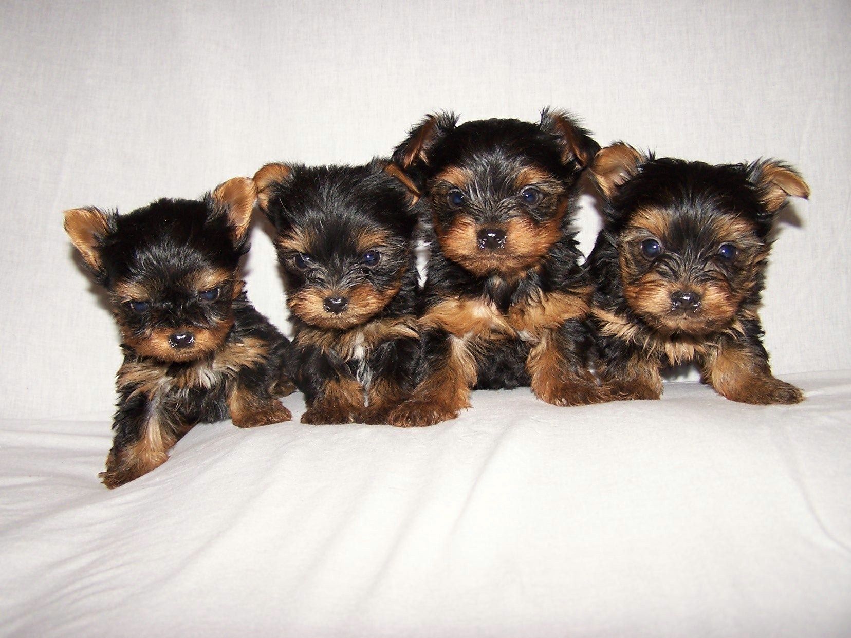 Yorkies Wallpapers