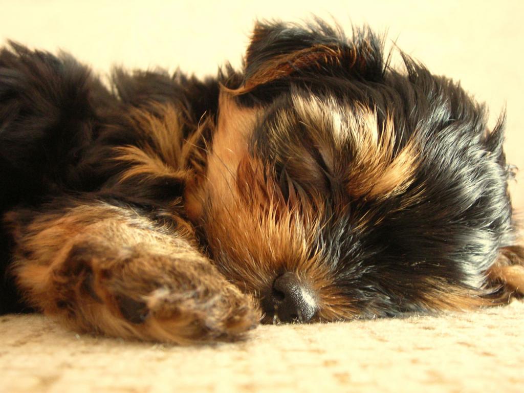 Yorkies Wallpapers