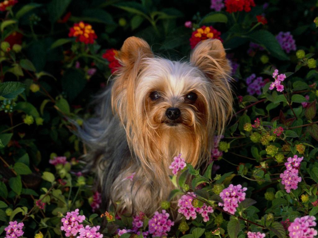 Yorkies Wallpapers