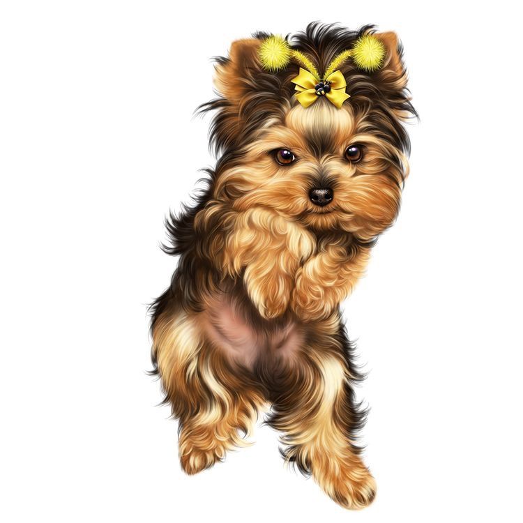 Yorkies Wallpapers