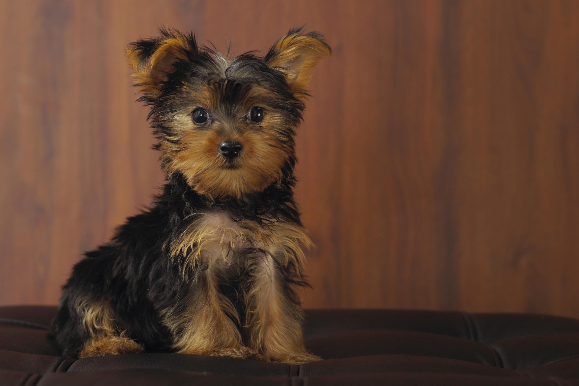 Yorkshire Terriers Wallpapers