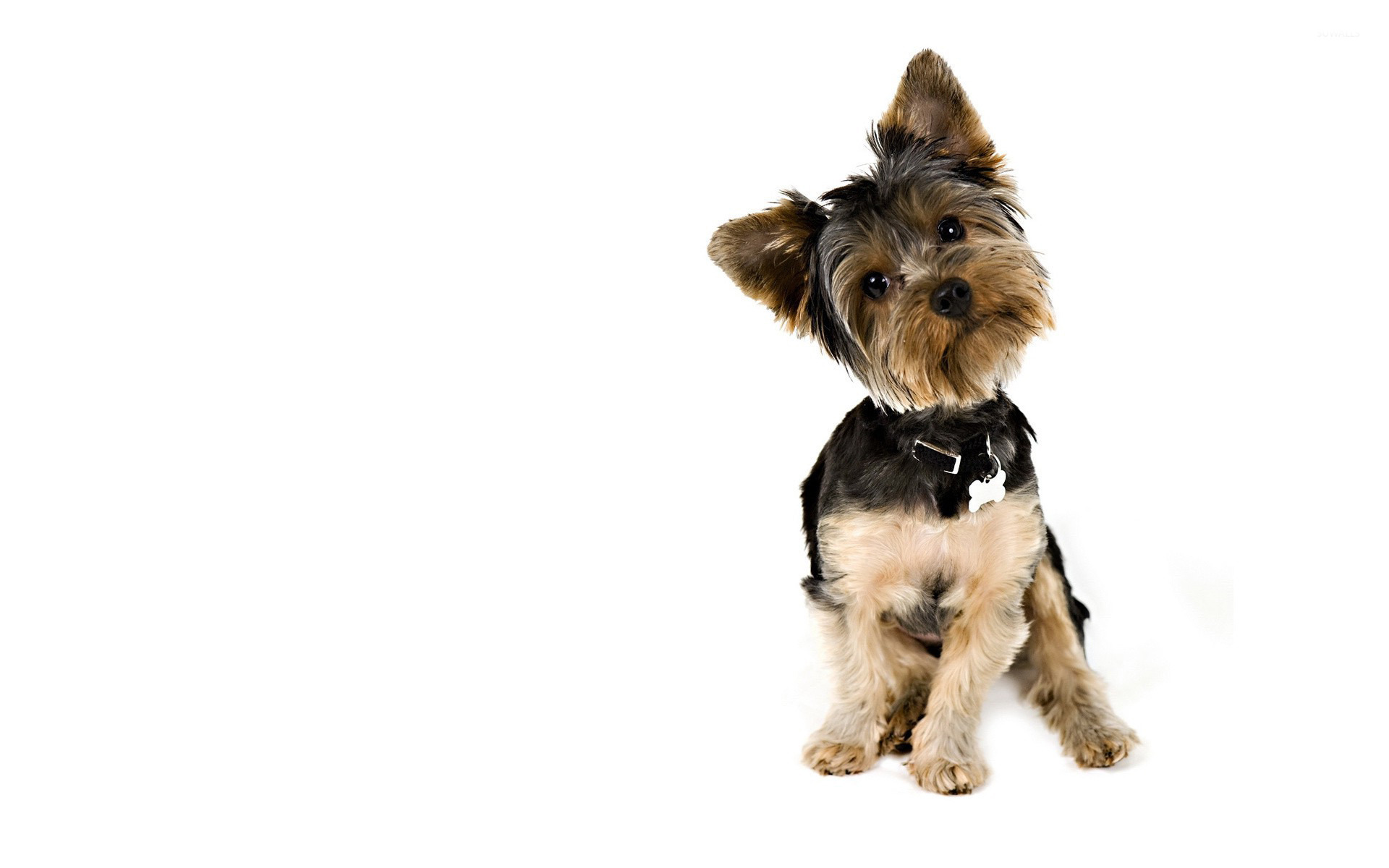 Yorkshire Terriers Wallpapers