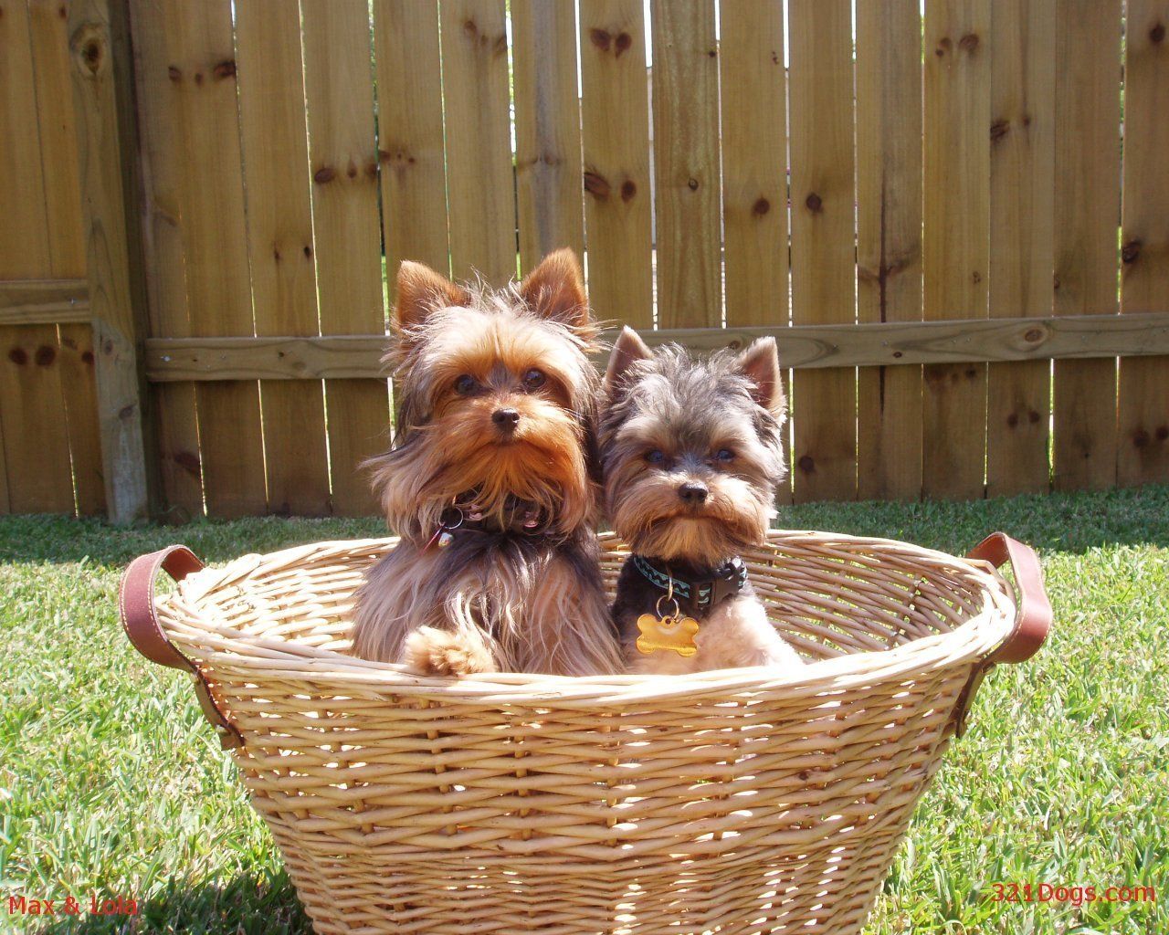 Yorkshire Terriers Wallpapers