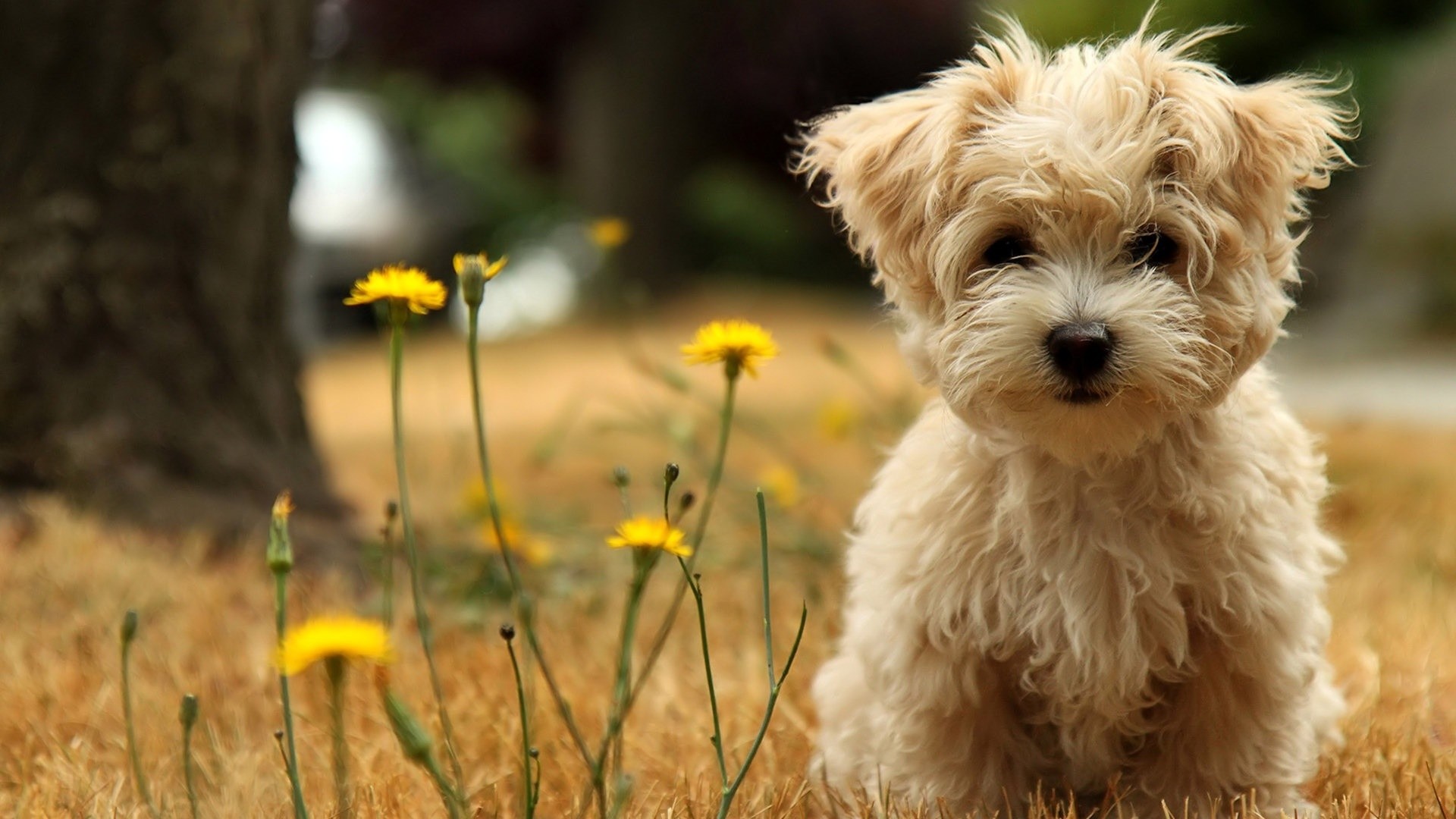 Yorkshire Terriers Wallpapers