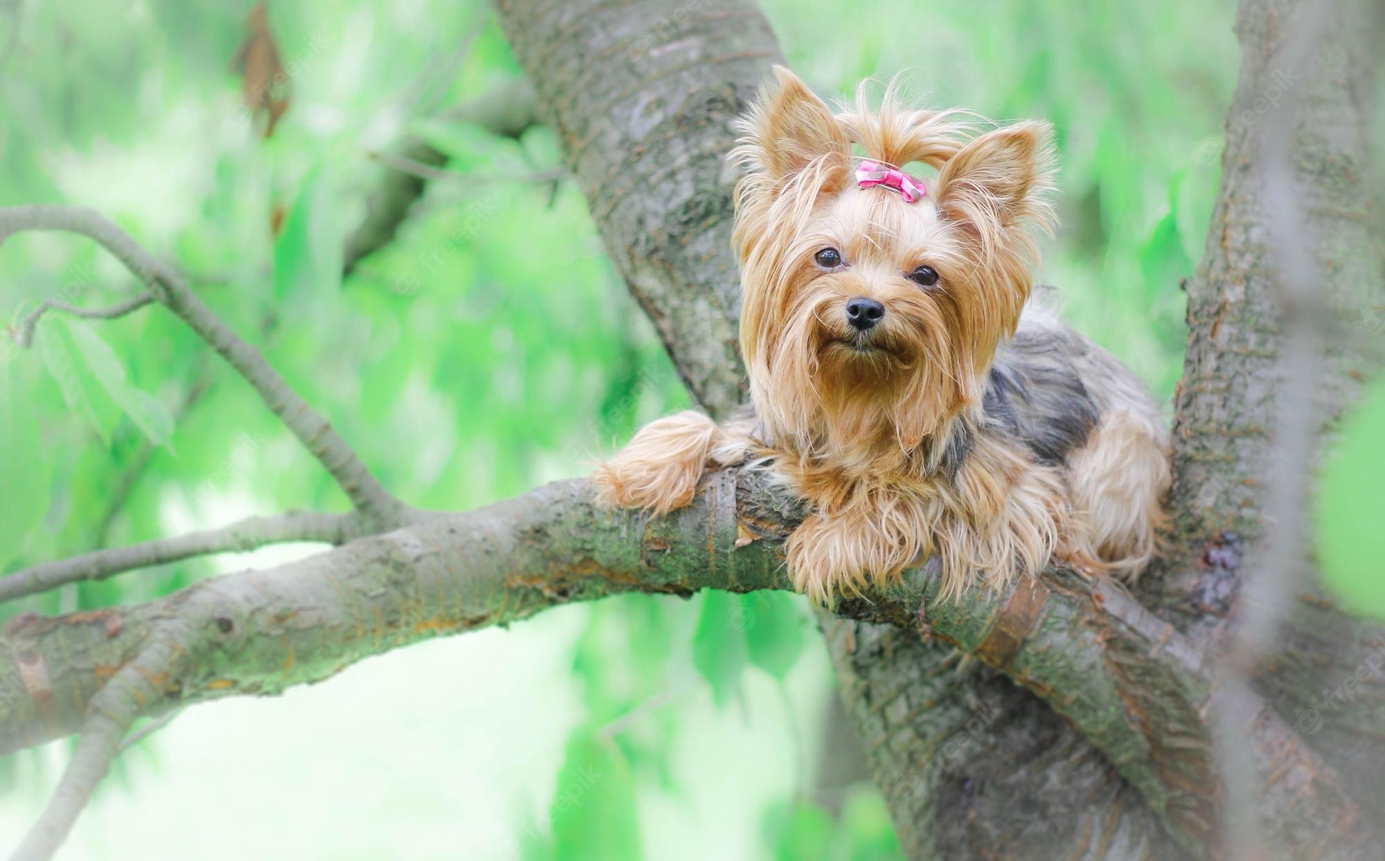 Yorkshire Terriers Wallpapers