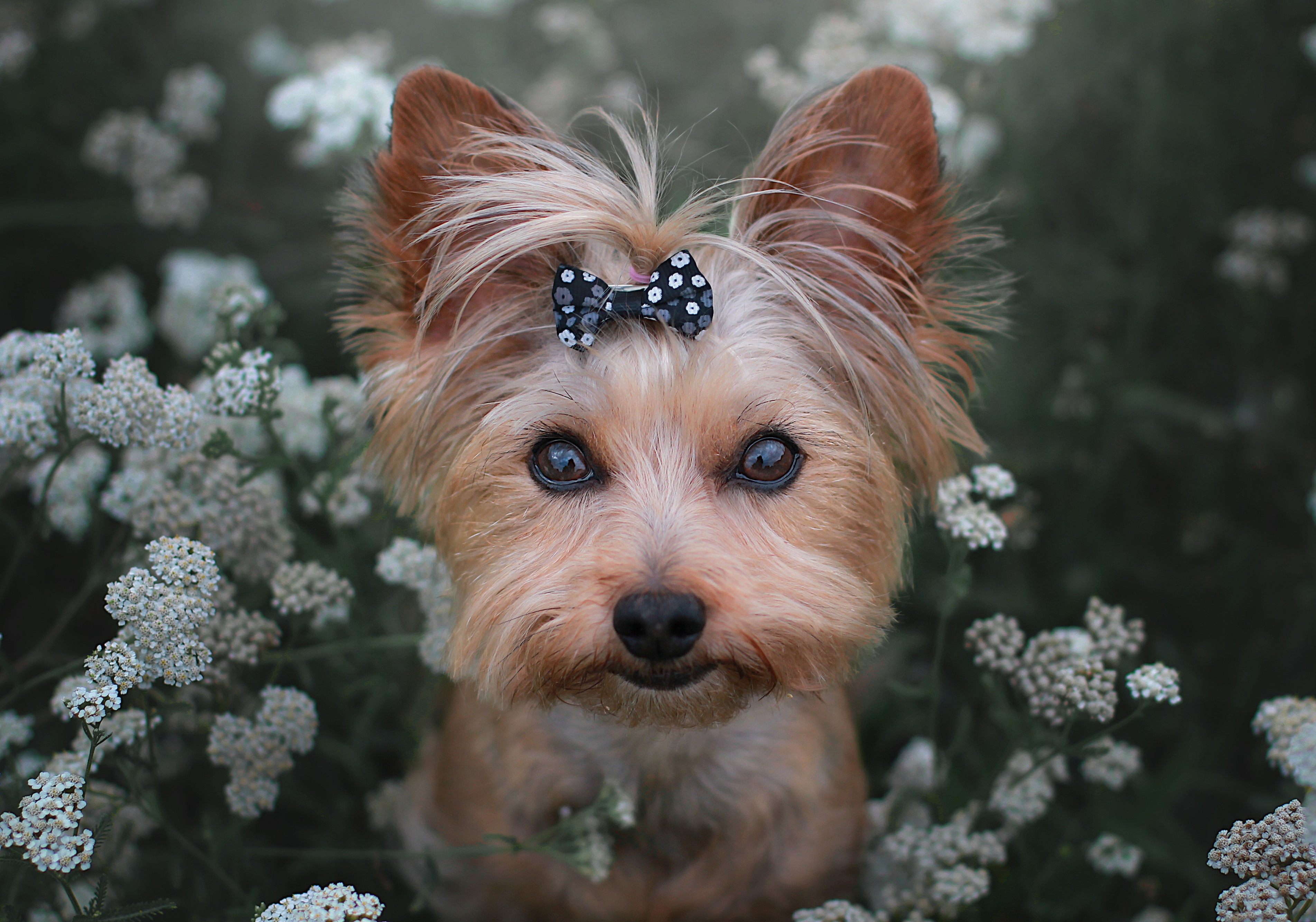 Yorkshire Terriers Wallpapers