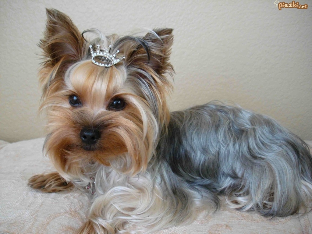 Yorkshire Terriers Wallpapers