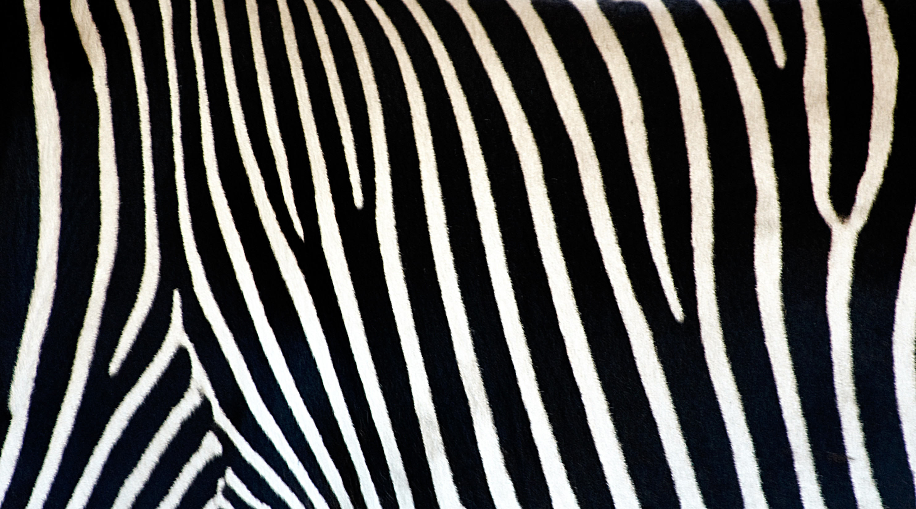 Zebra Print Wallpapers