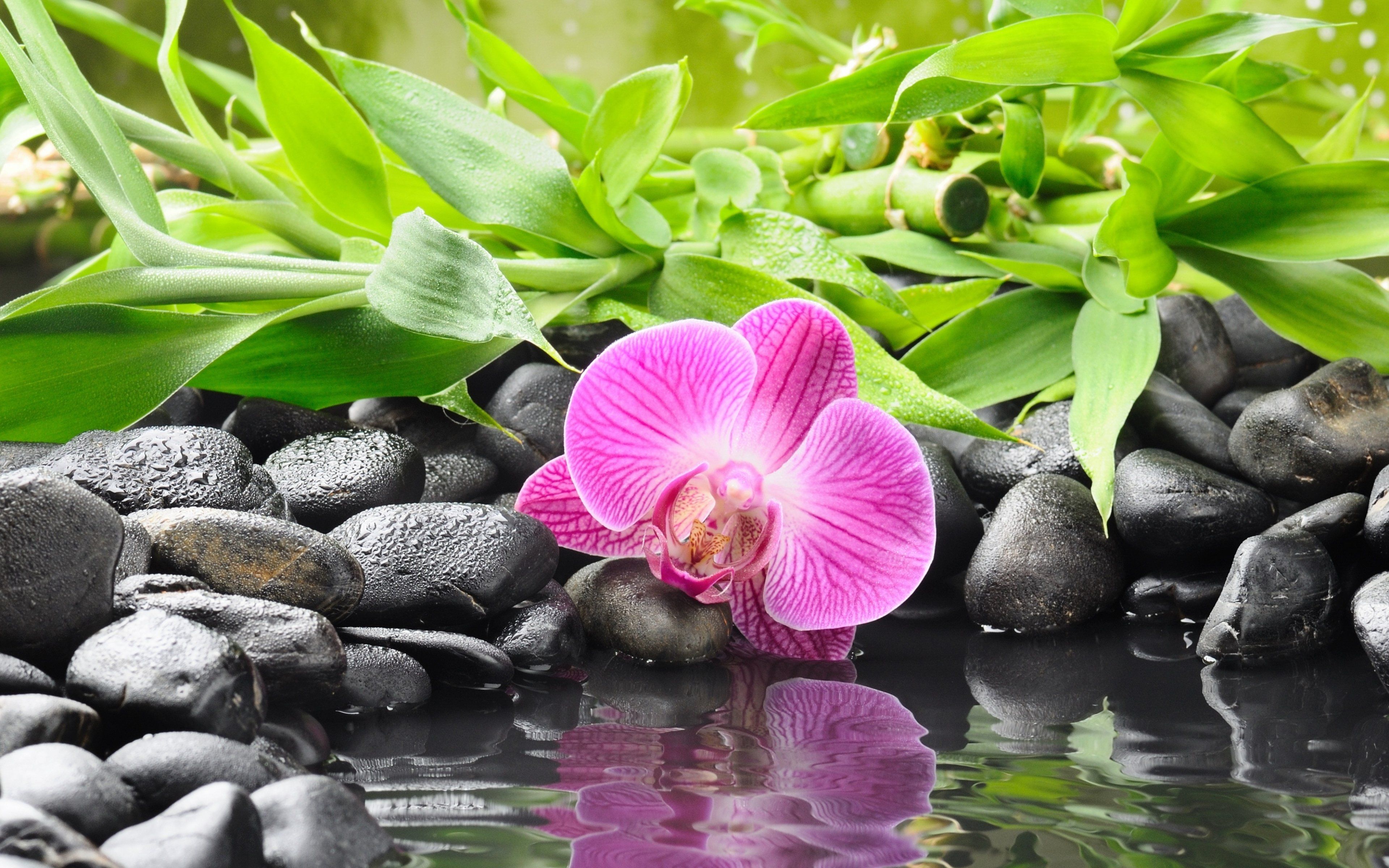 Zen Flower Garden Wallpapers