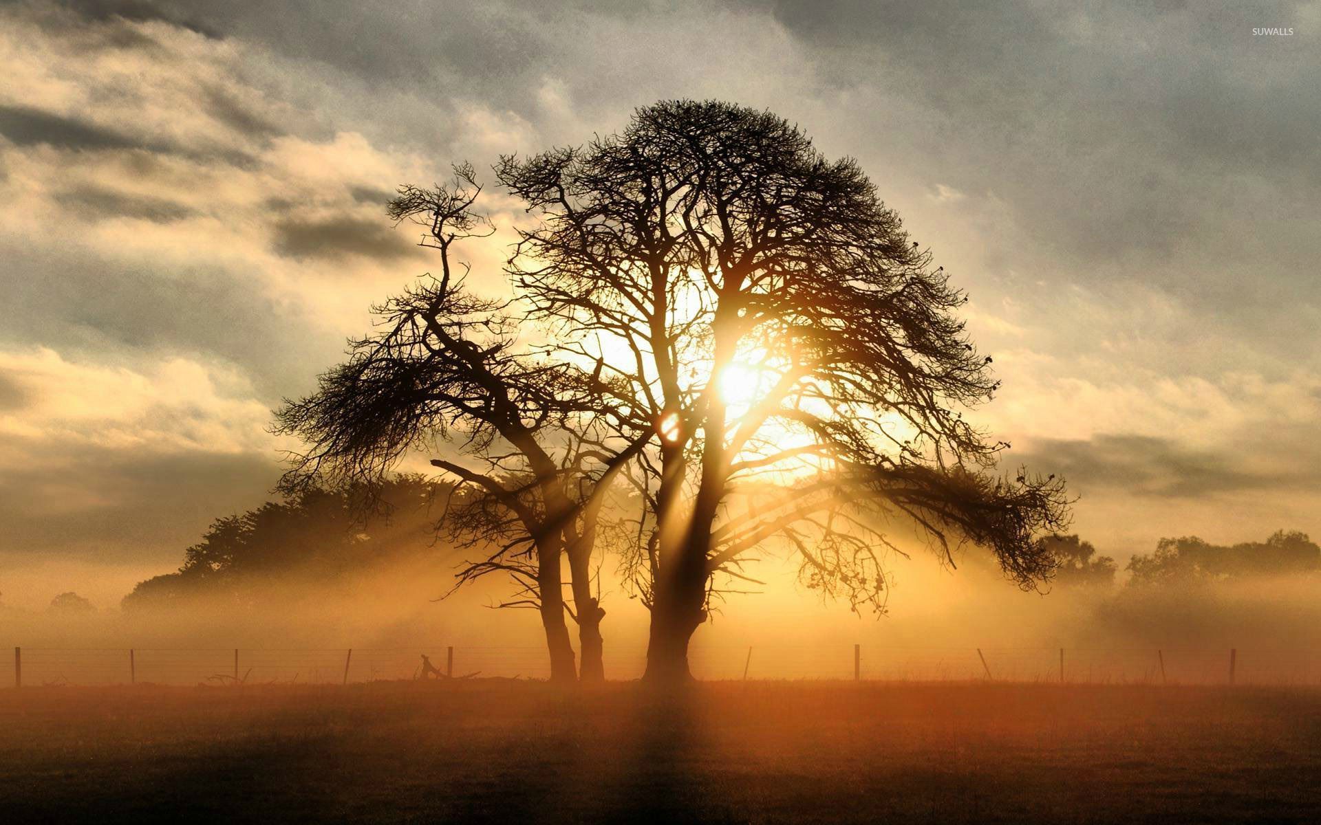 Sunrise Background Hd Tree