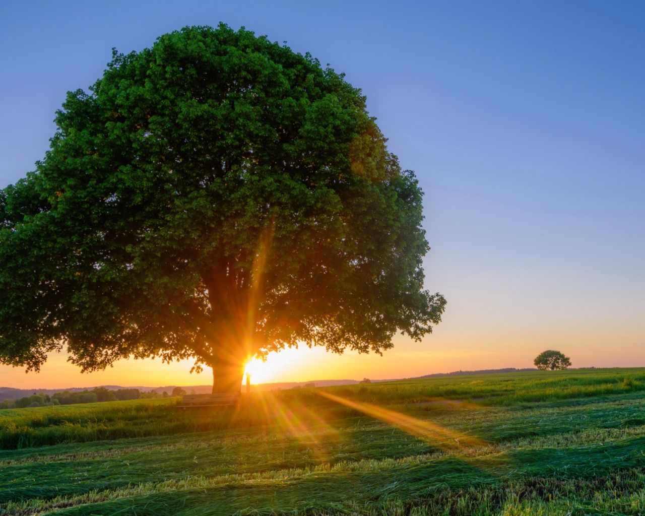 Sunrise Background Hd Tree