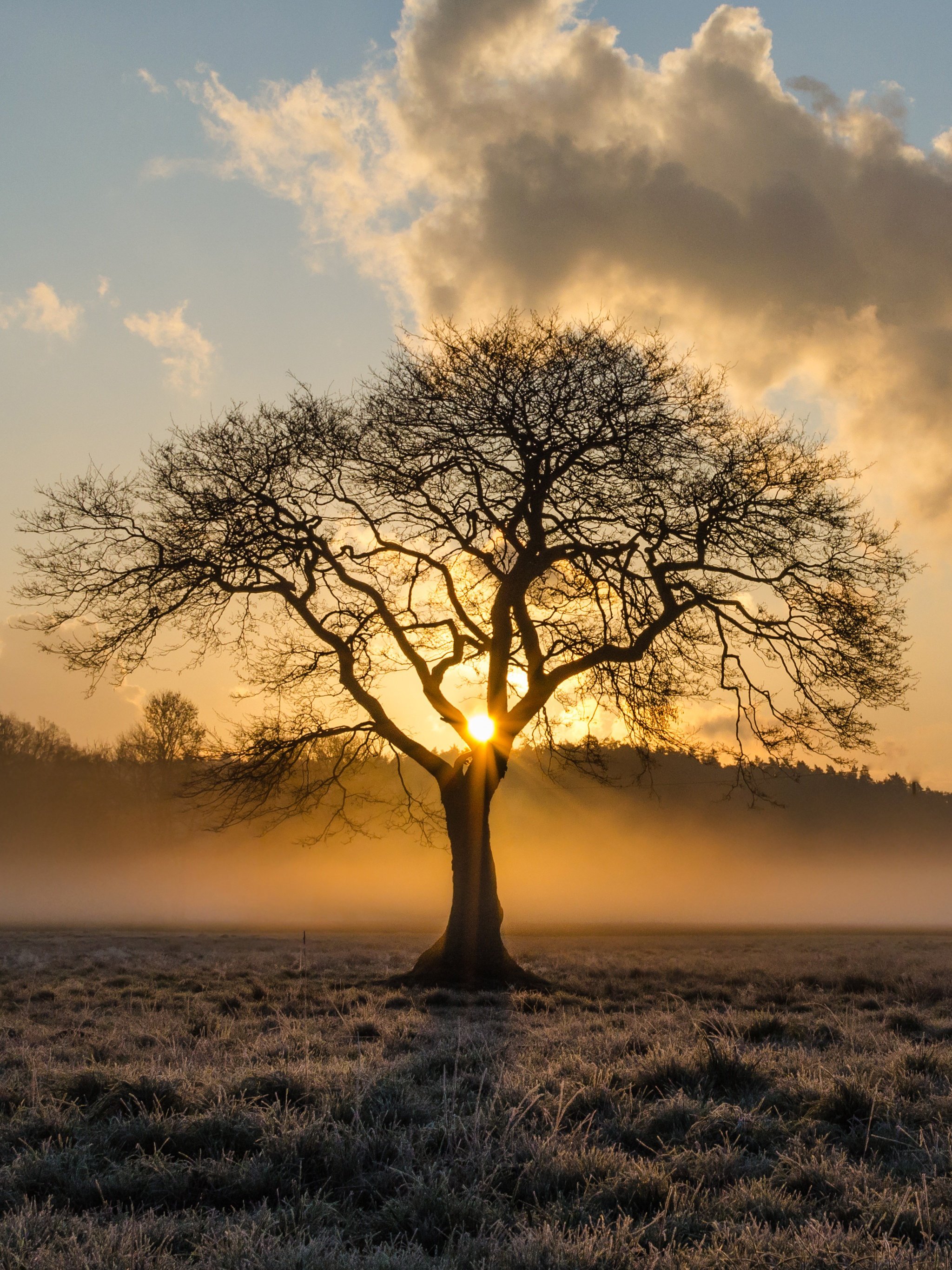 Sunrise Background Hd Tree