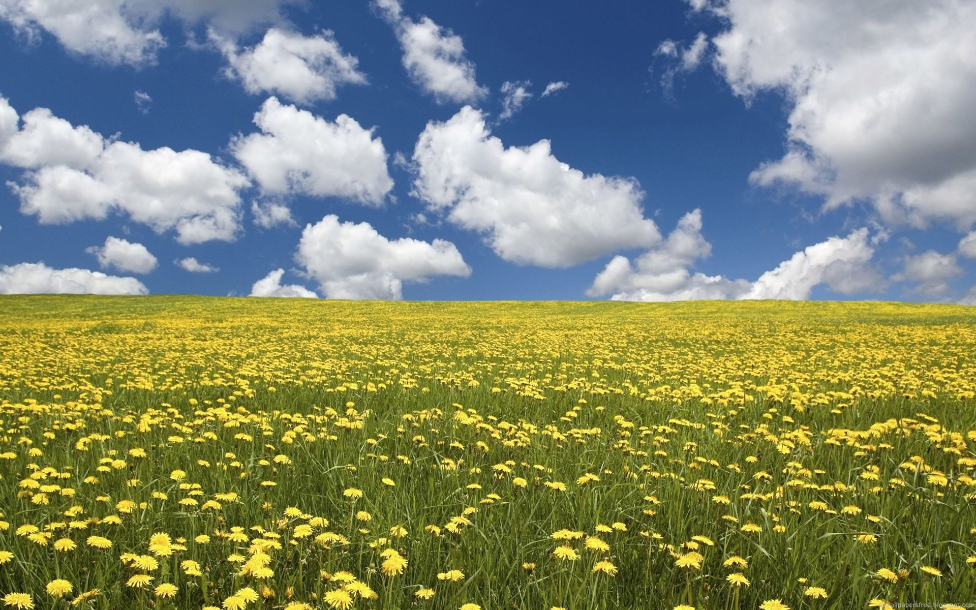 Yellow Flower Field Background