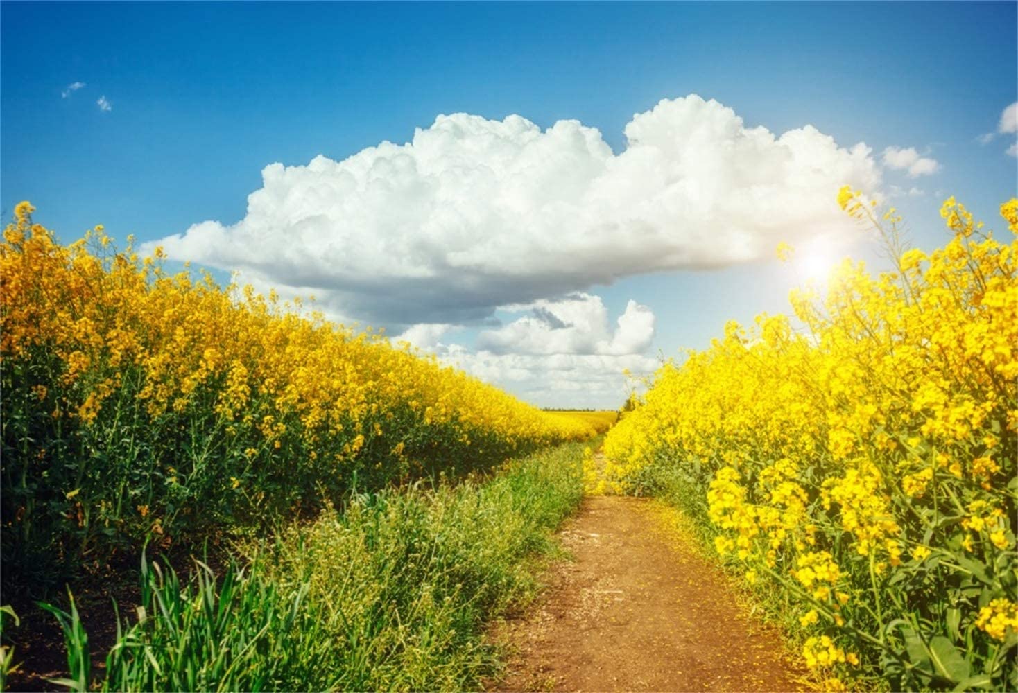 Yellow Flower Field Background