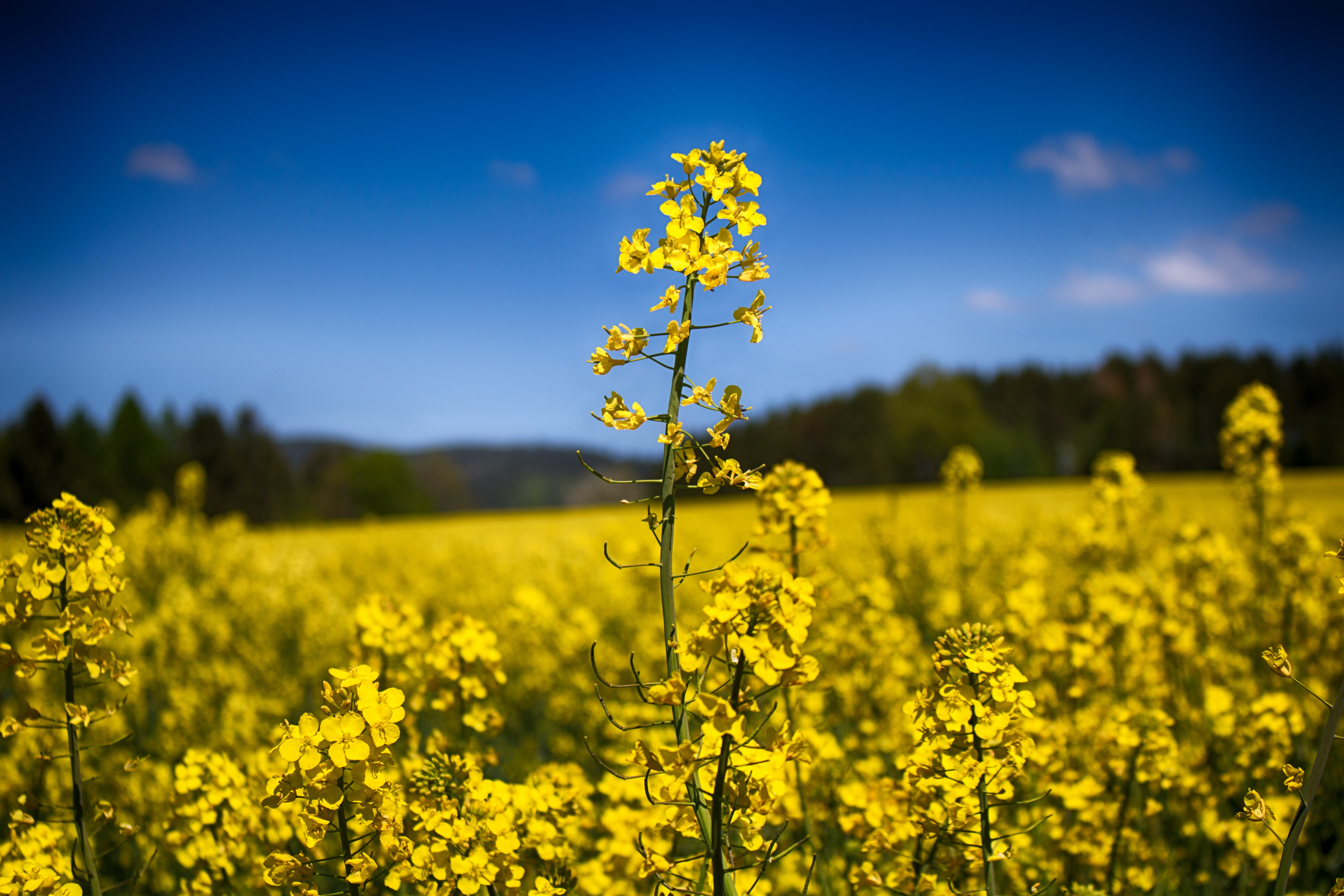 Yellow Flower Field Background