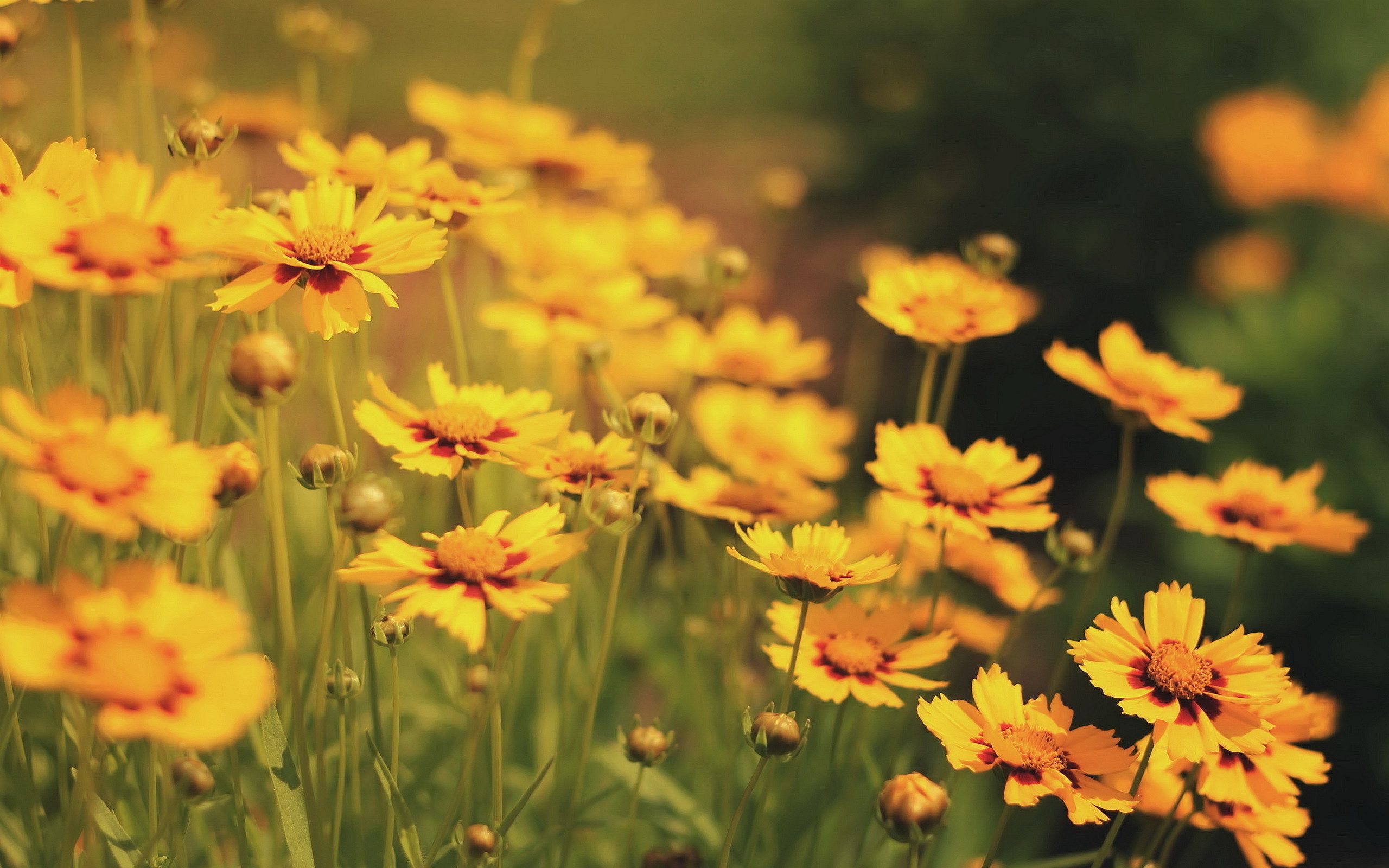 Yellow Flower Field Background