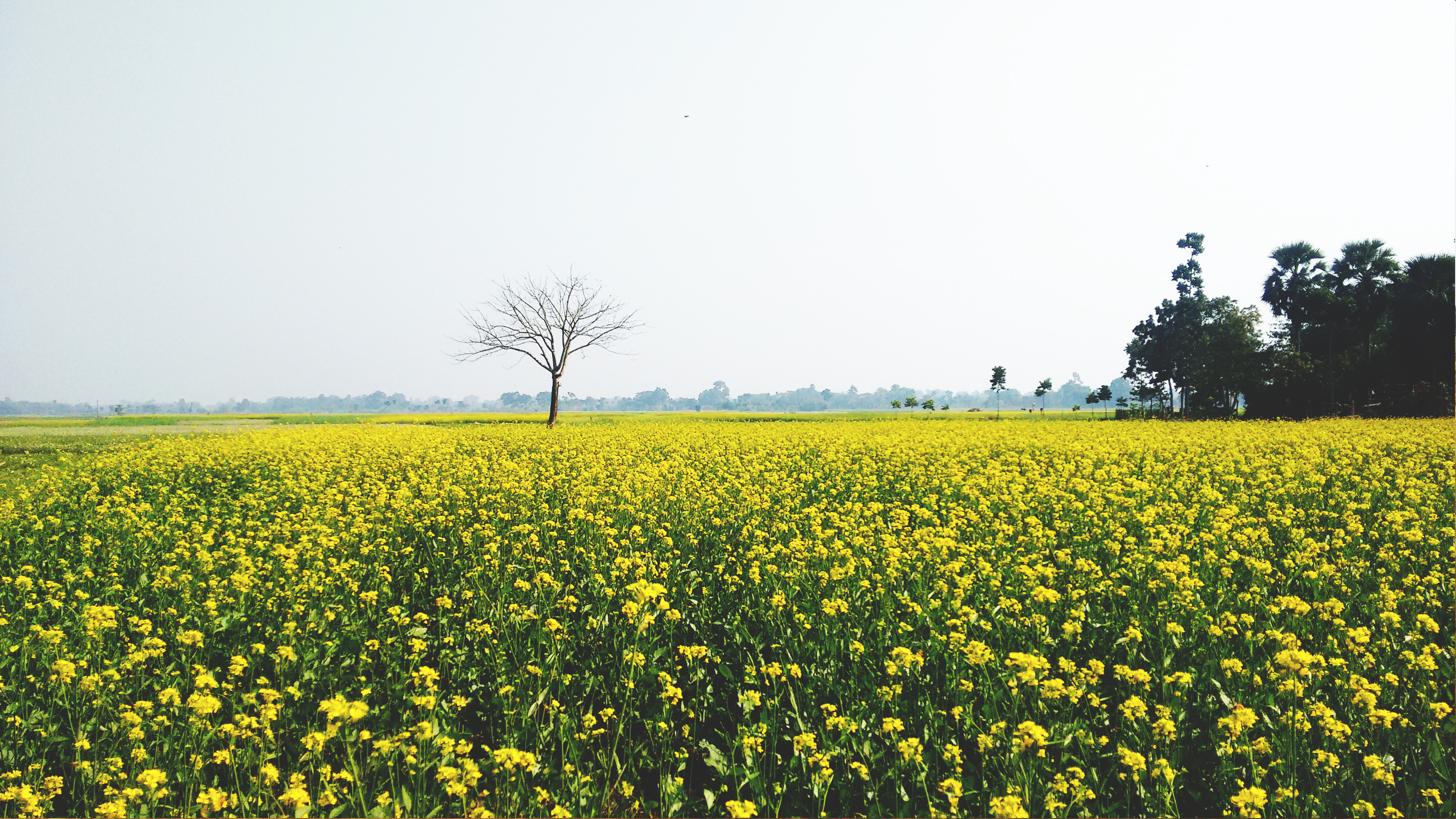 Yellow Flower Field Background