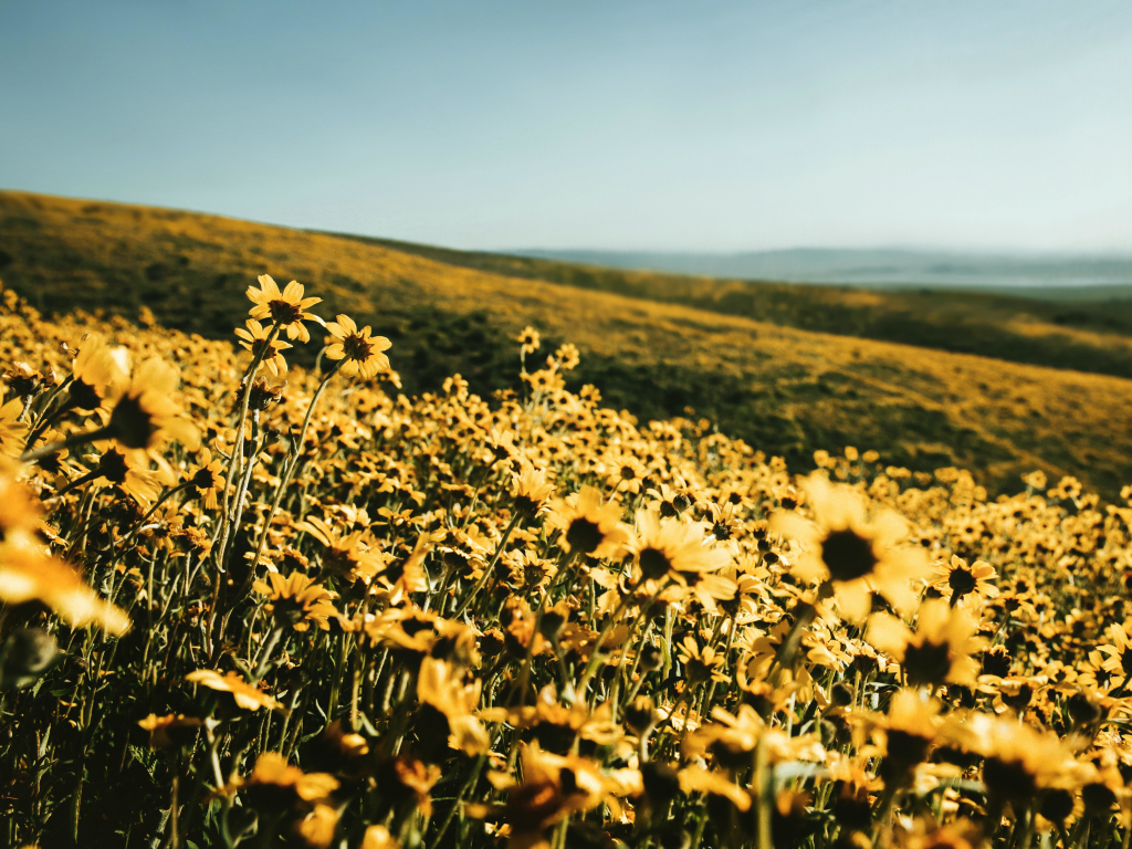 Yellow Flower Field Background