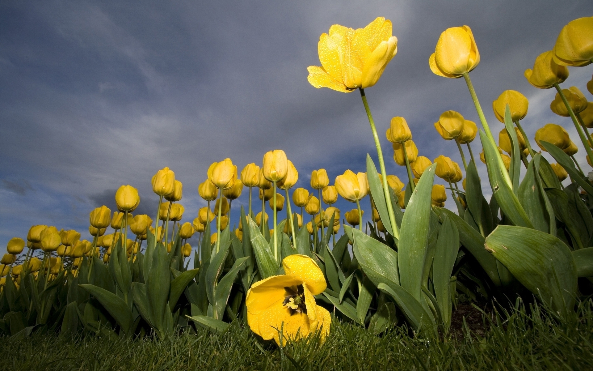 Yellow Flower Field Background