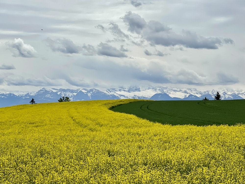 Yellow Flower Field Background