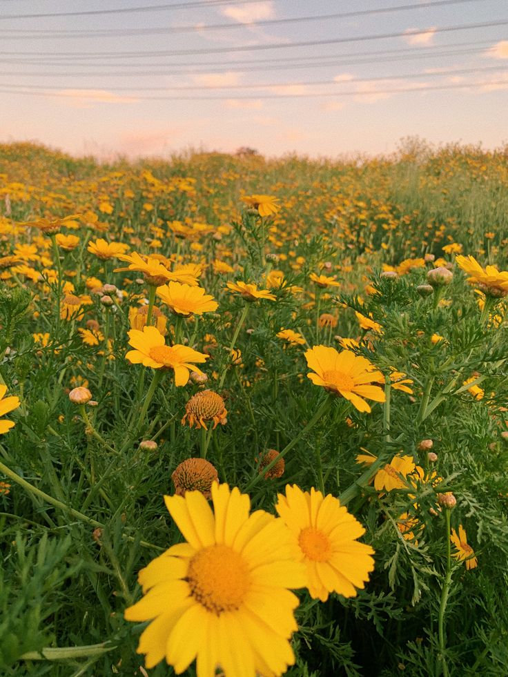 Yellow Flower Field Background