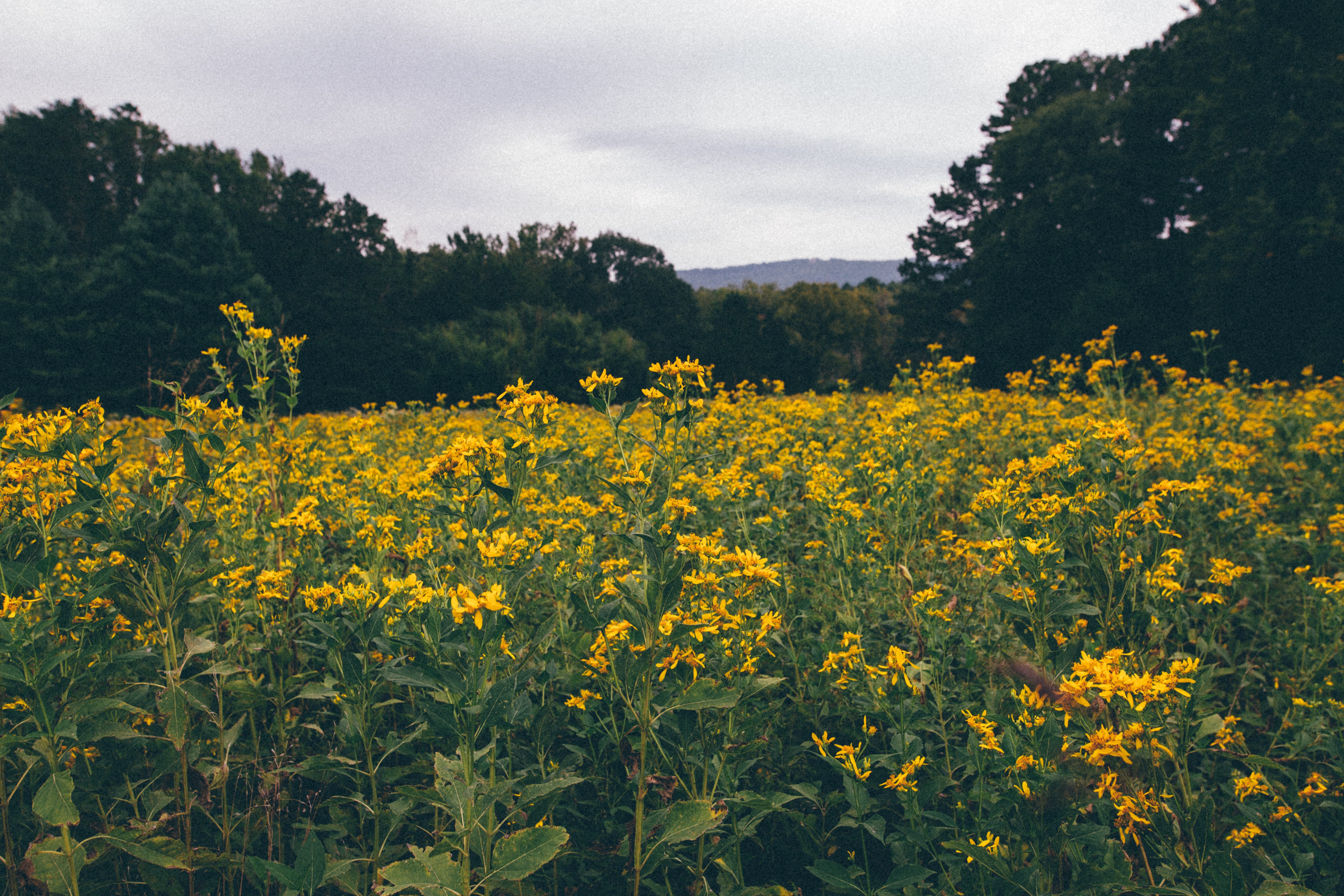 Yellow Flower Field Background