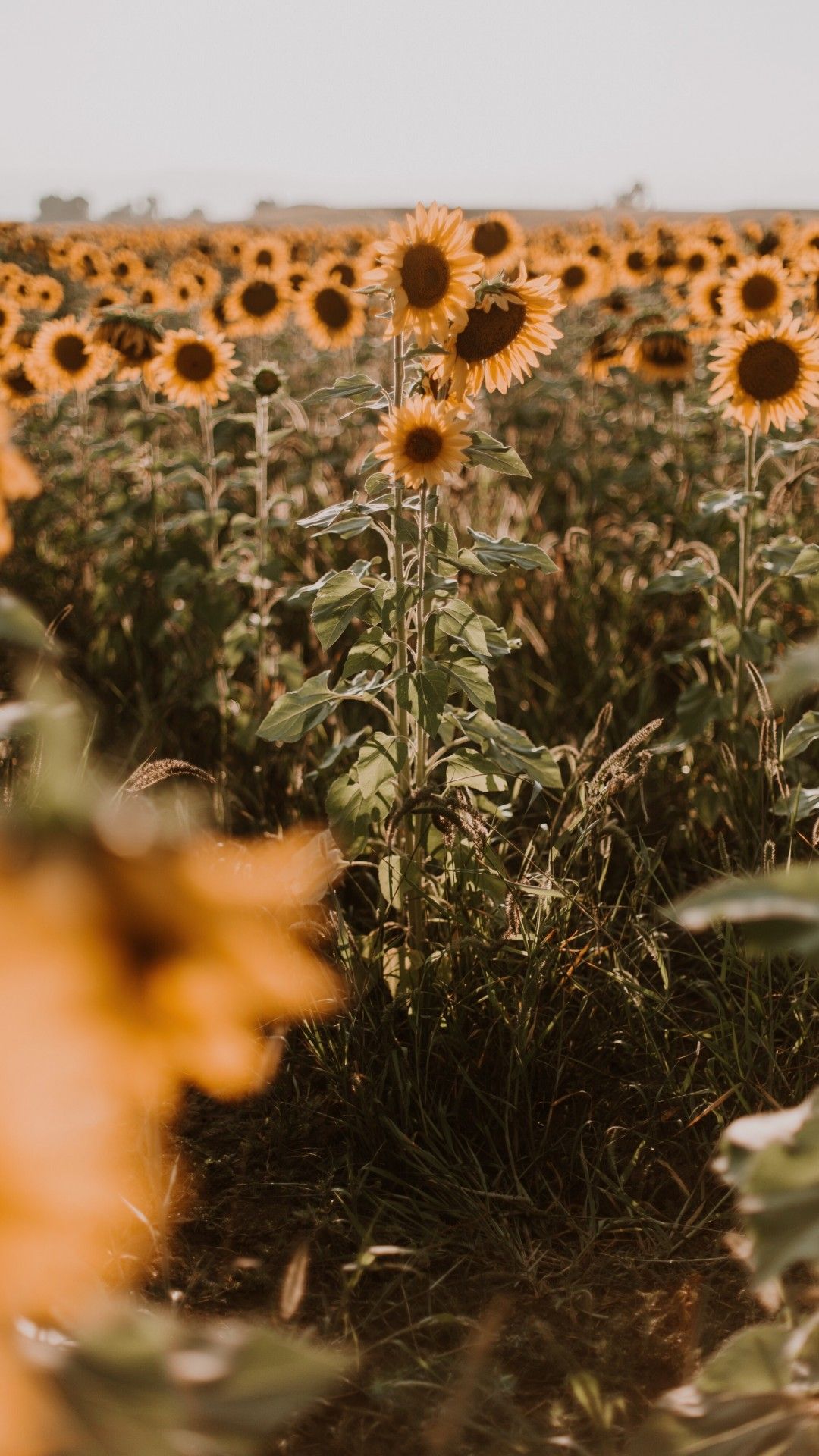 Yellow Flower Field Background