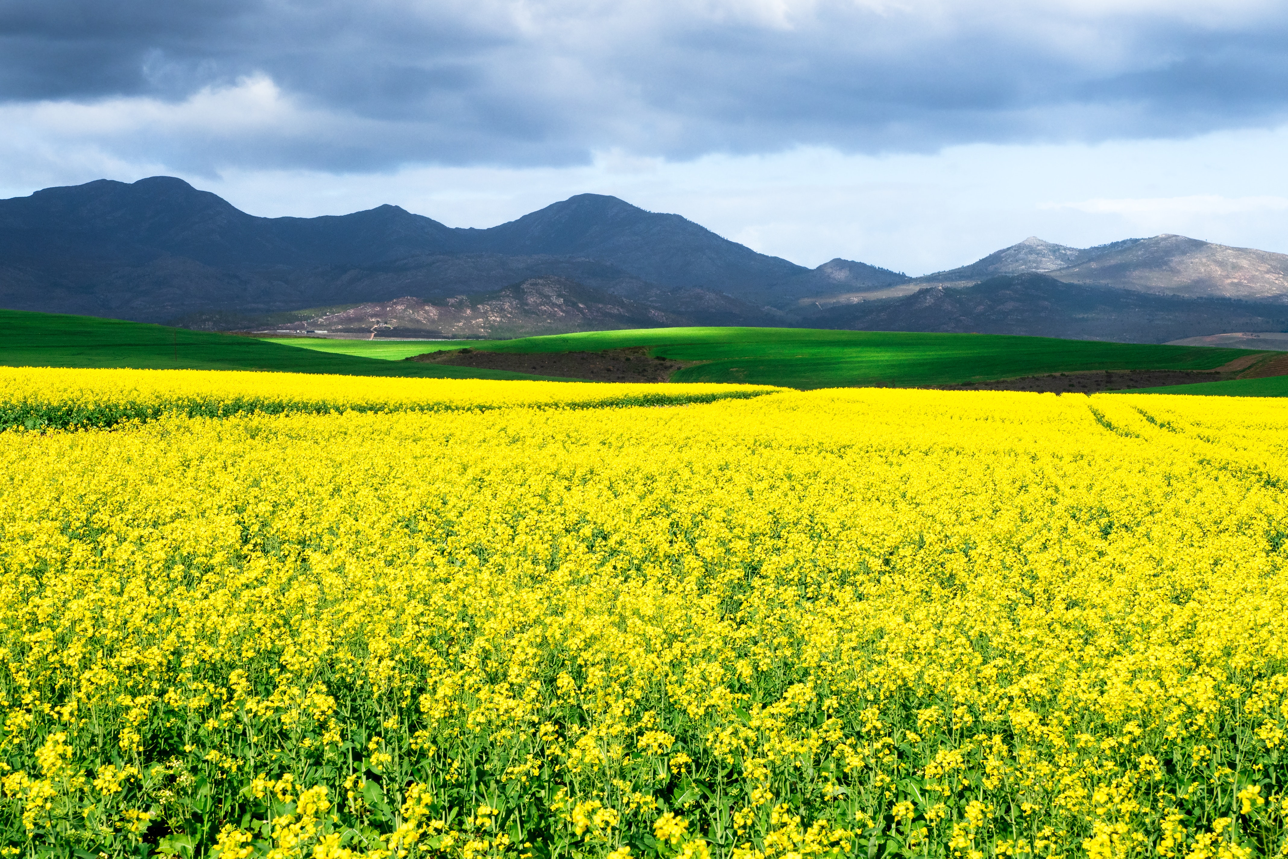 Yellow Flower Field Background