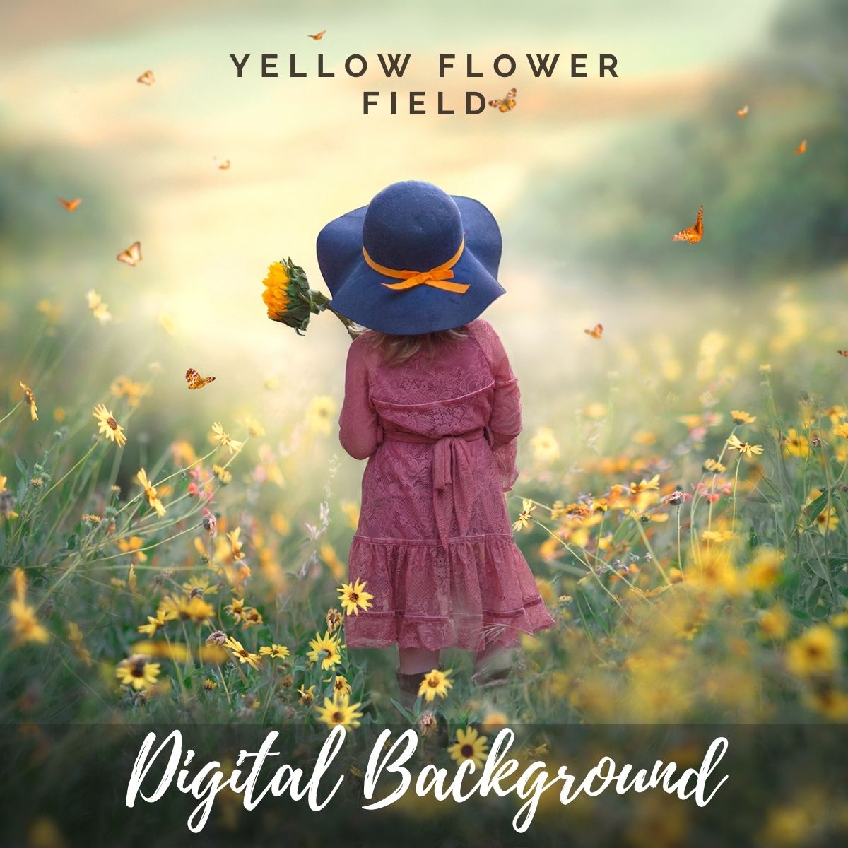 Yellow Flower Field Background