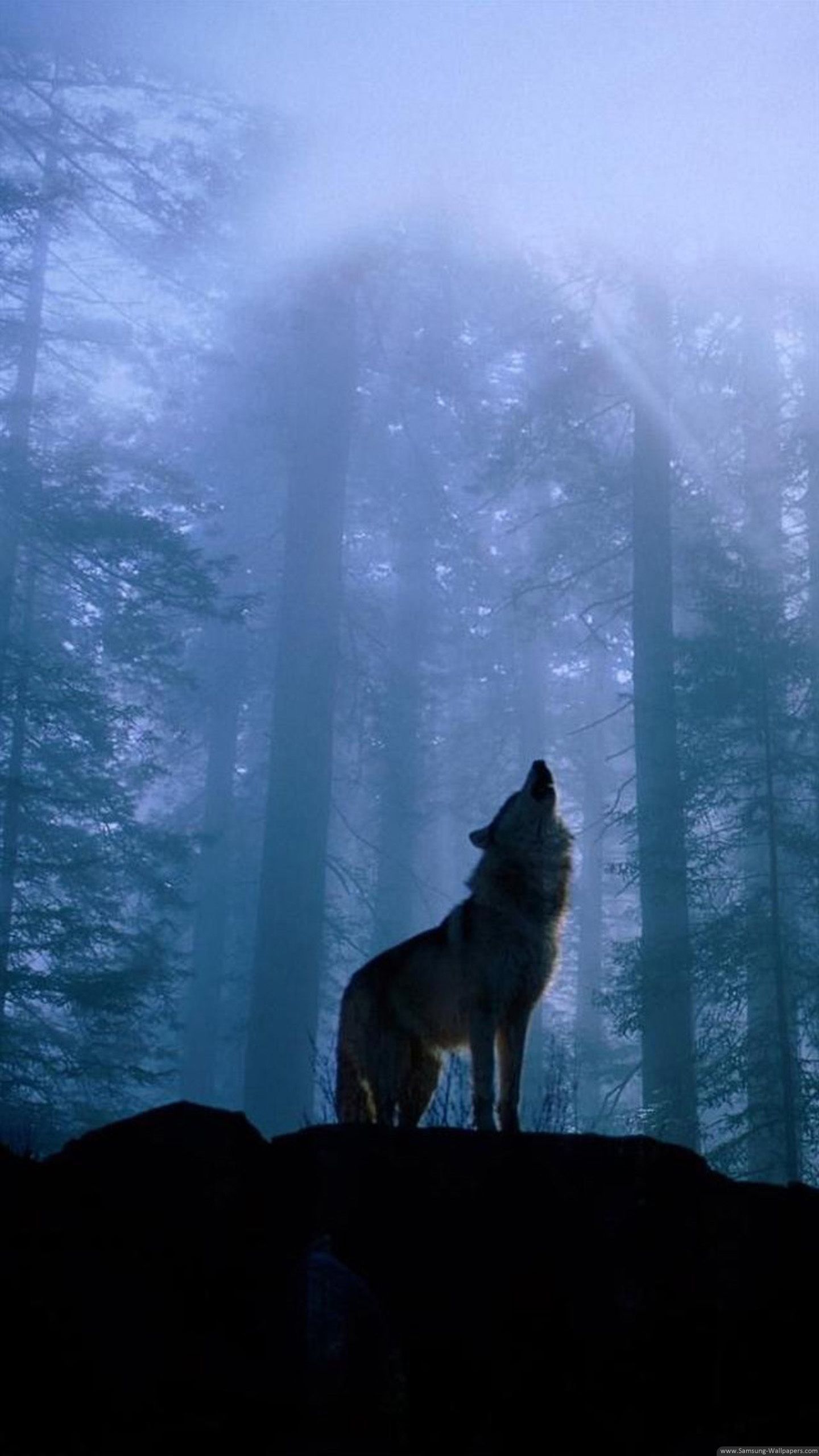 Wolf Backgrounds Phone