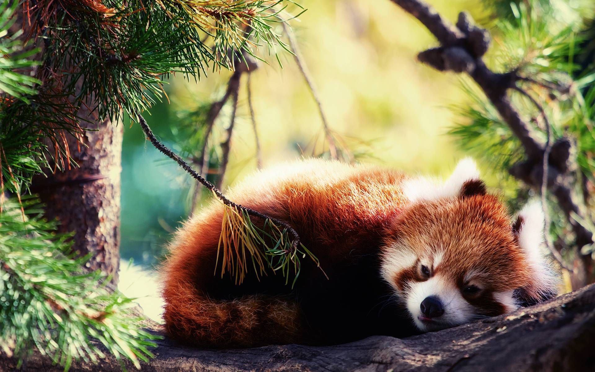 Red Panda Background