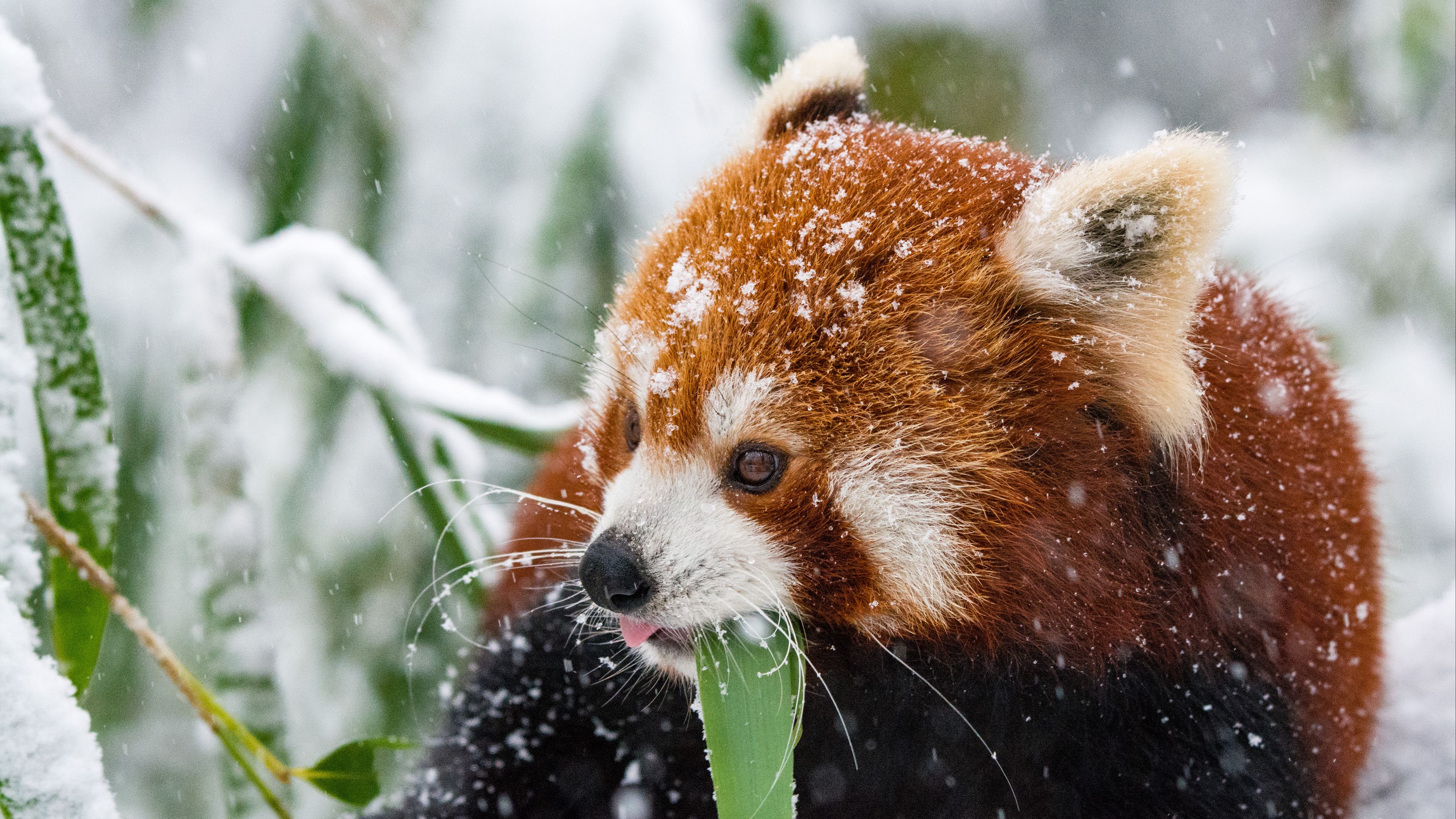 Red Panda Background