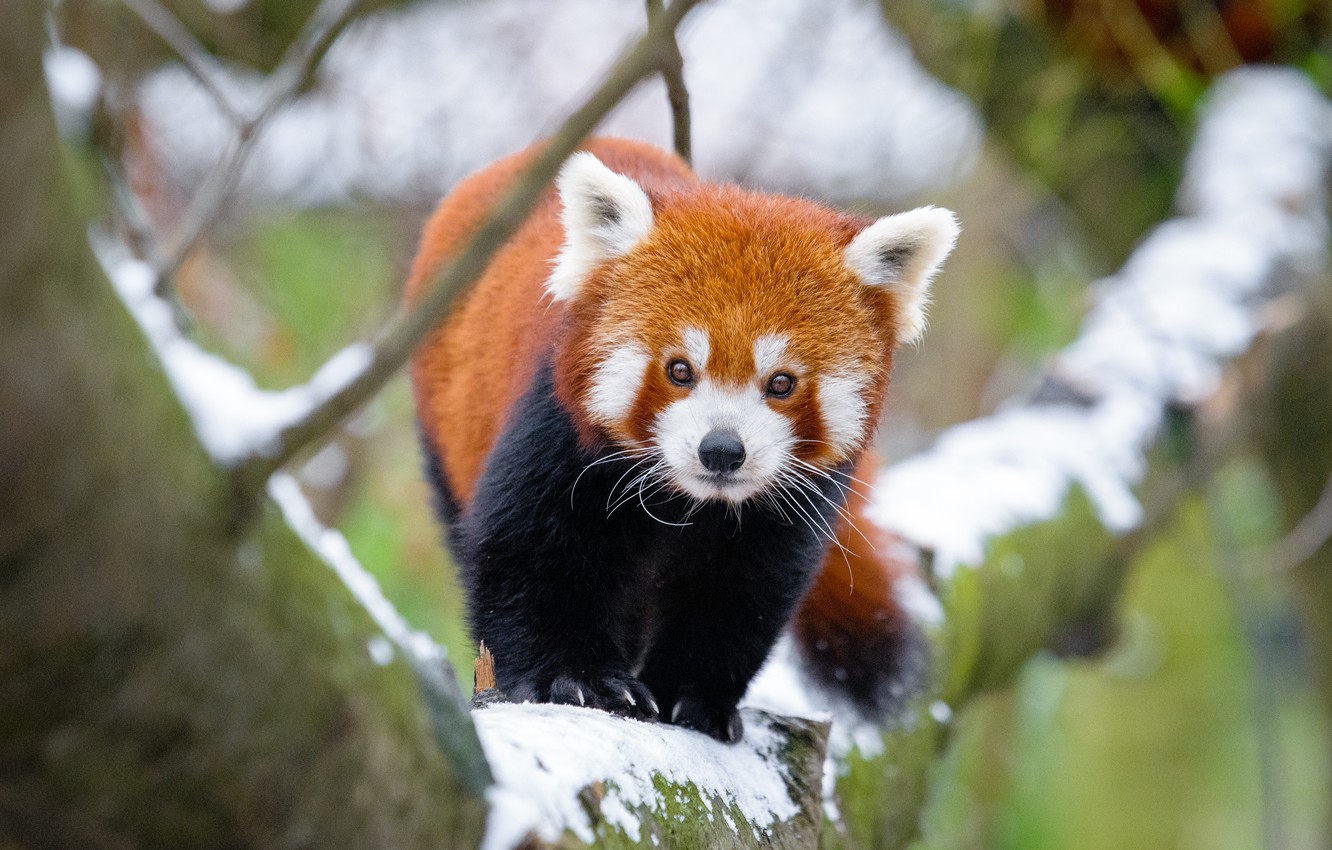 Red Panda Background