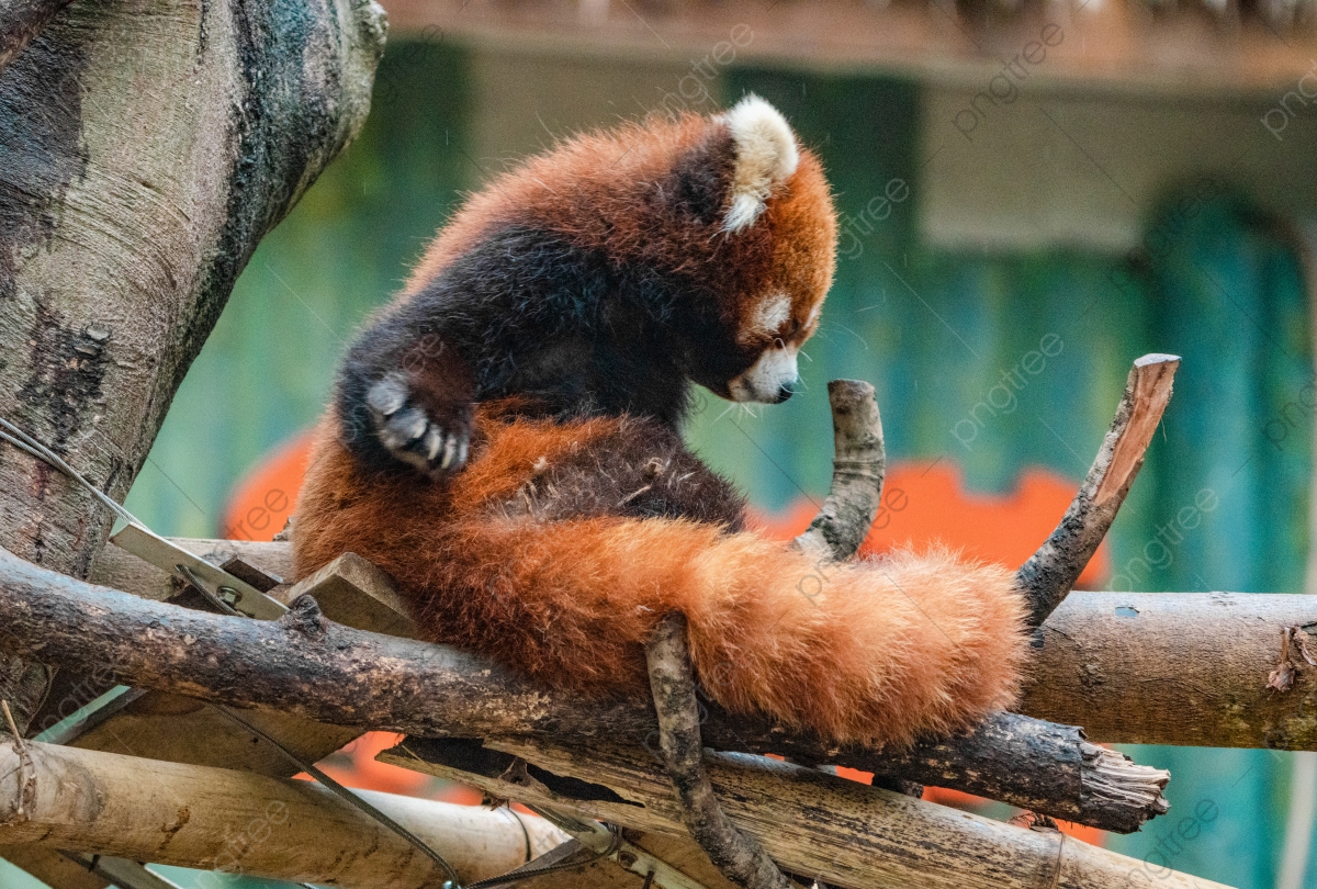 Red Panda Background