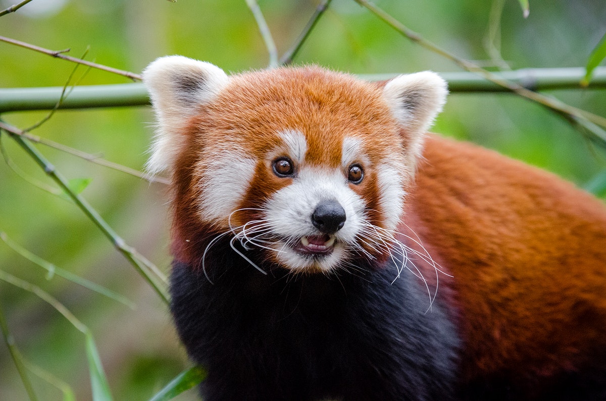 Red Panda Background