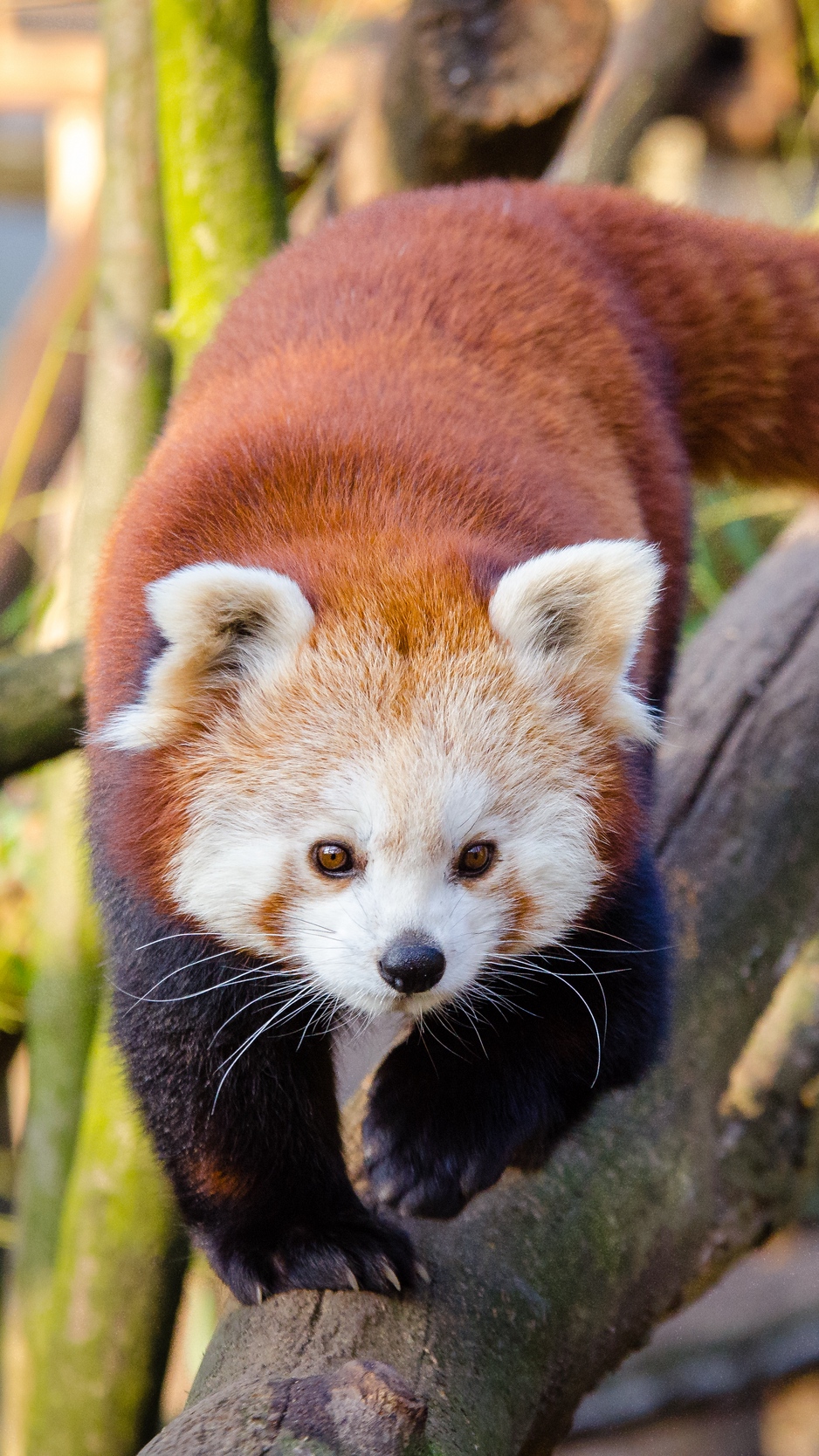 Red Panda Background