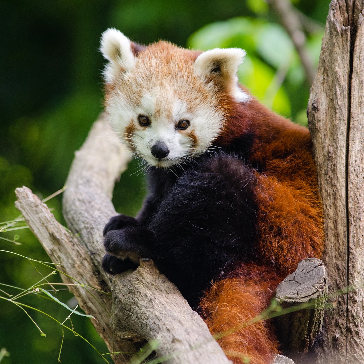 Red Panda Background