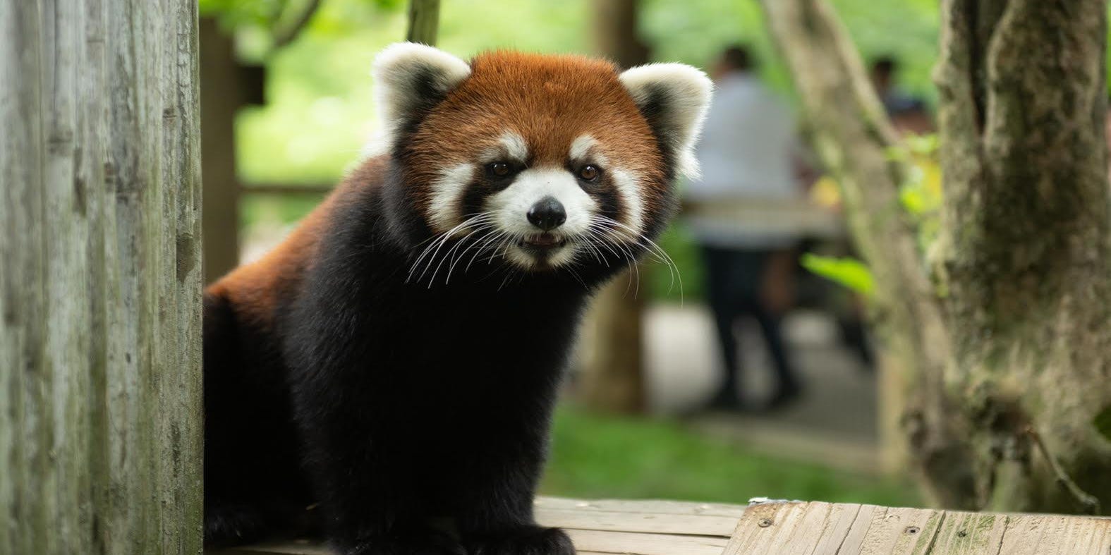 Red Panda Background